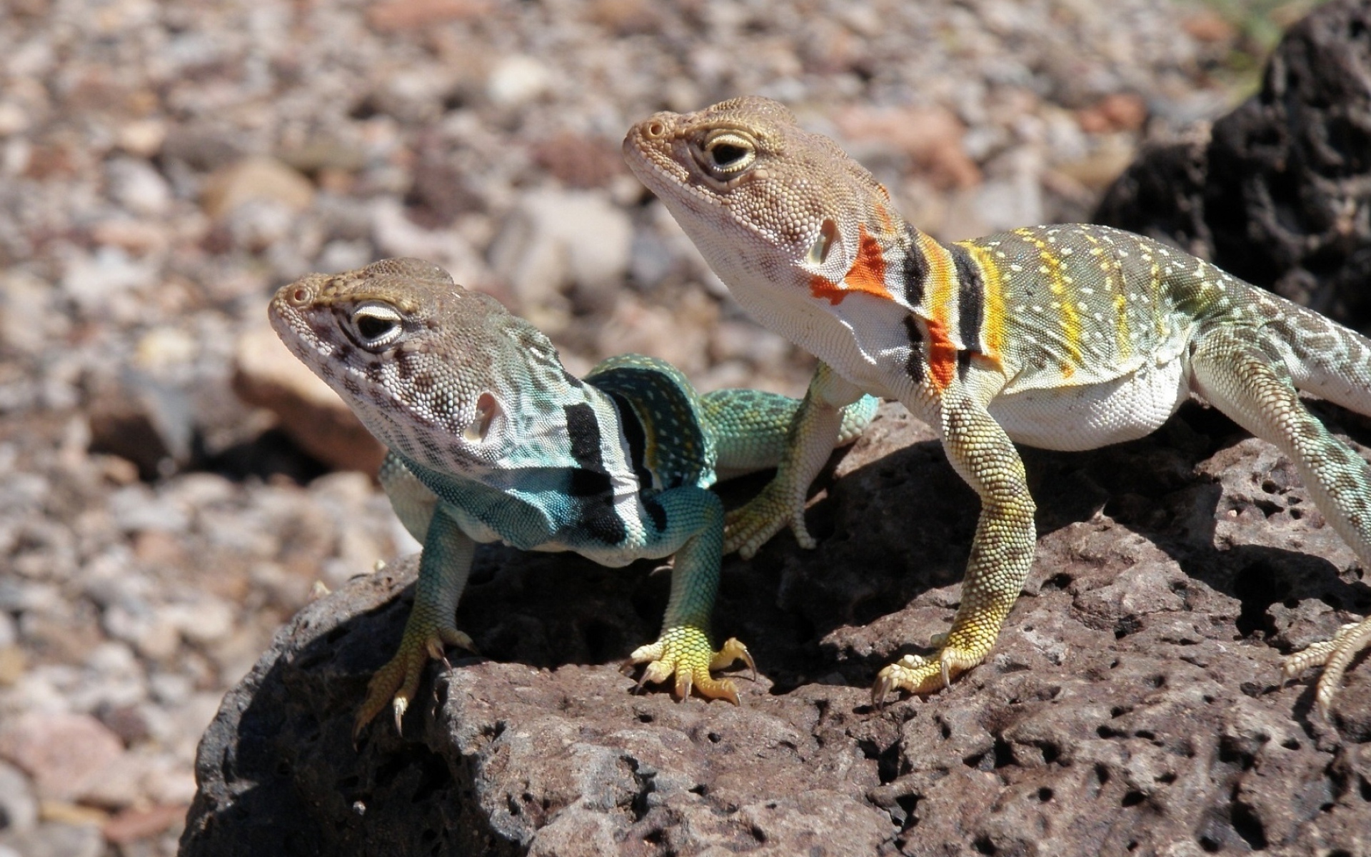 Две ошейниковые пустынные игуаны на камне 