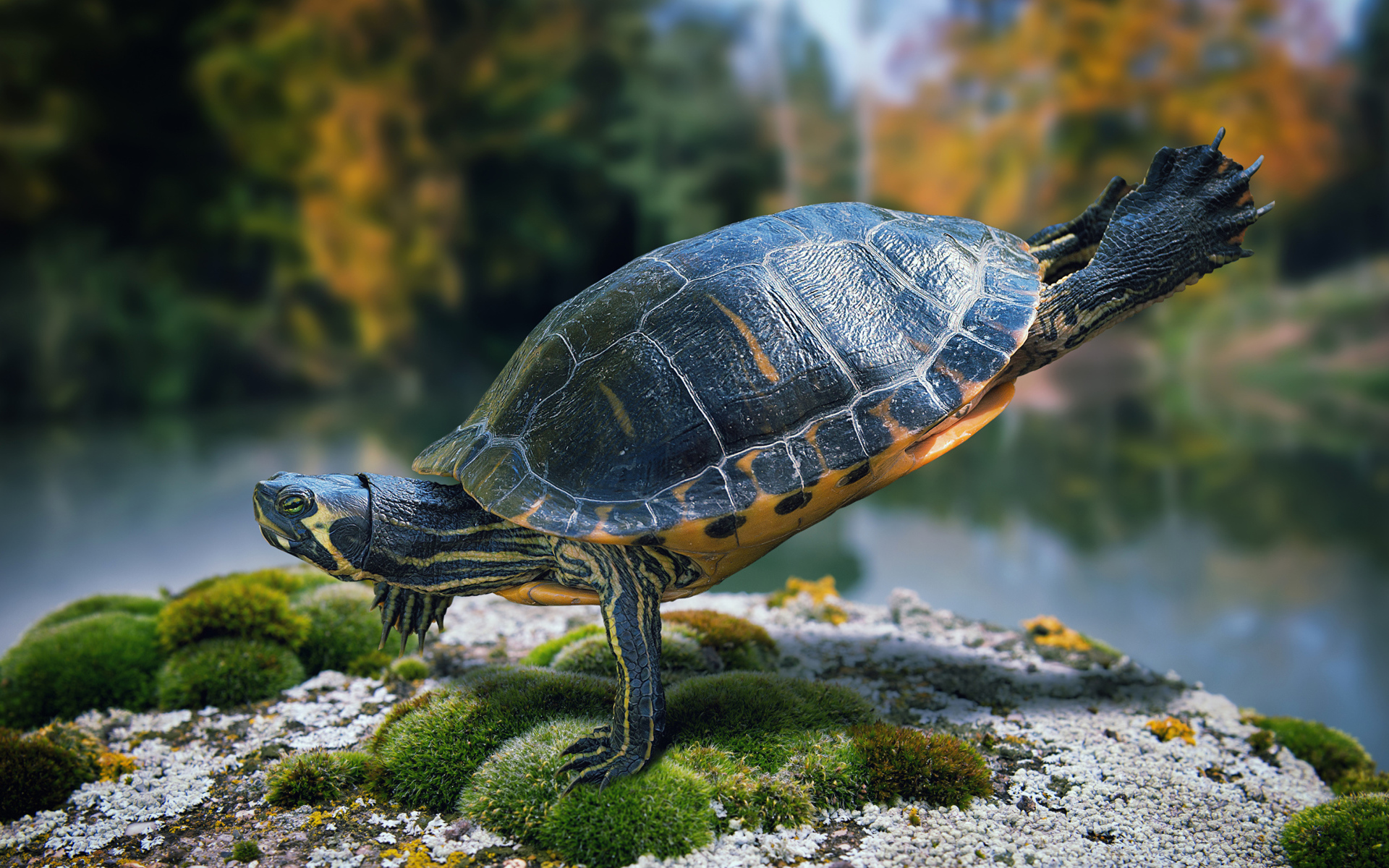 Красивая черепаха делает гимнастику на камне  