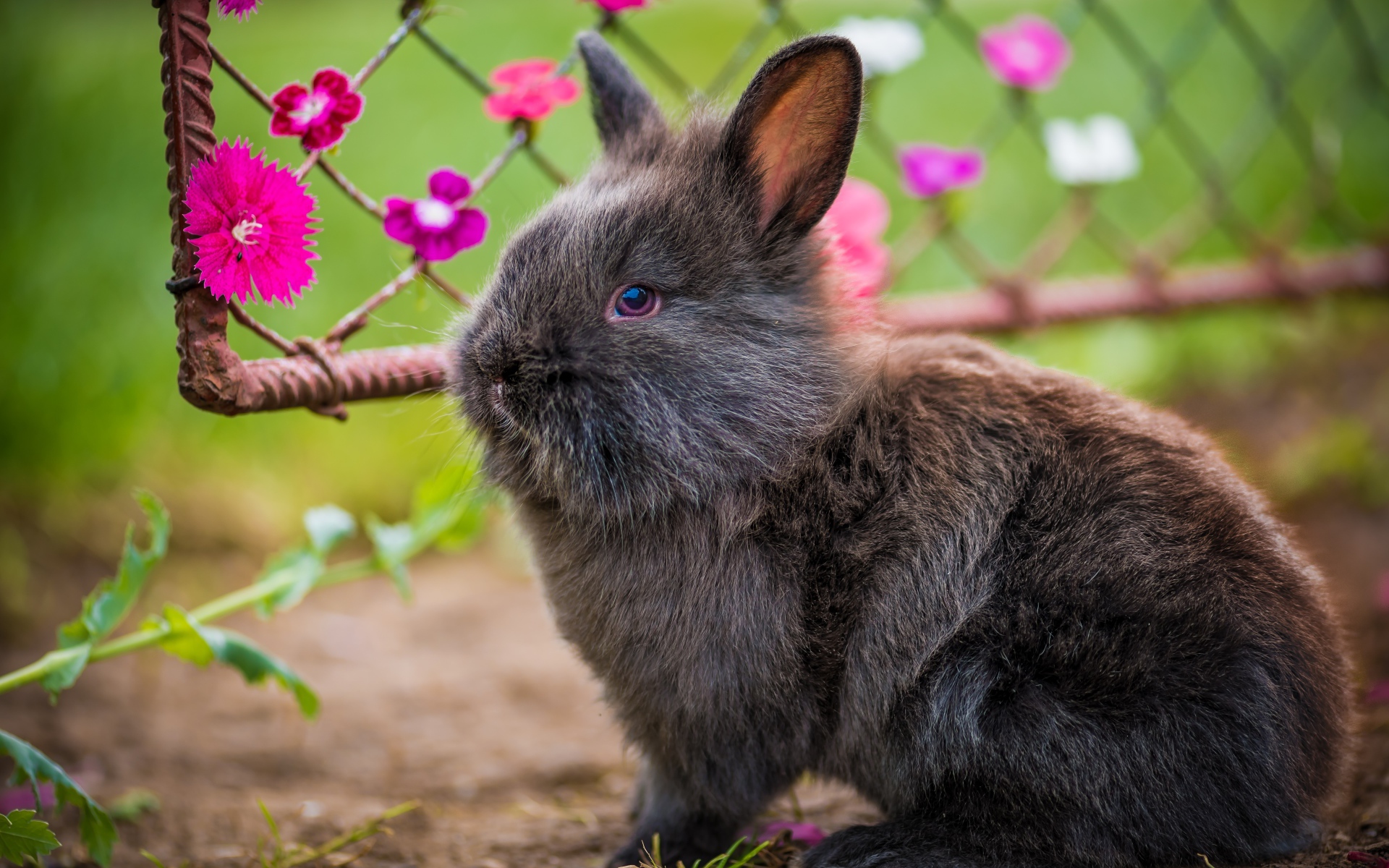 Милый пушистый серый декоративный кролик