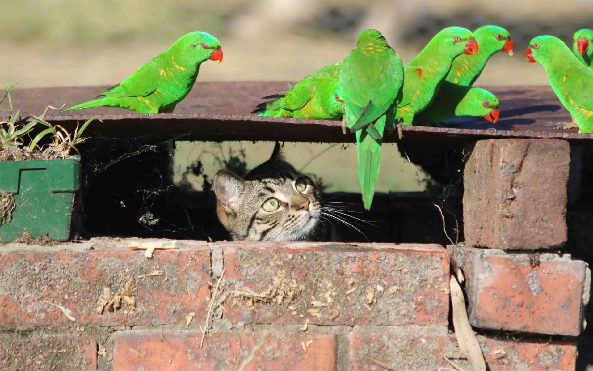 Серый кот следит за зелеными попугаями