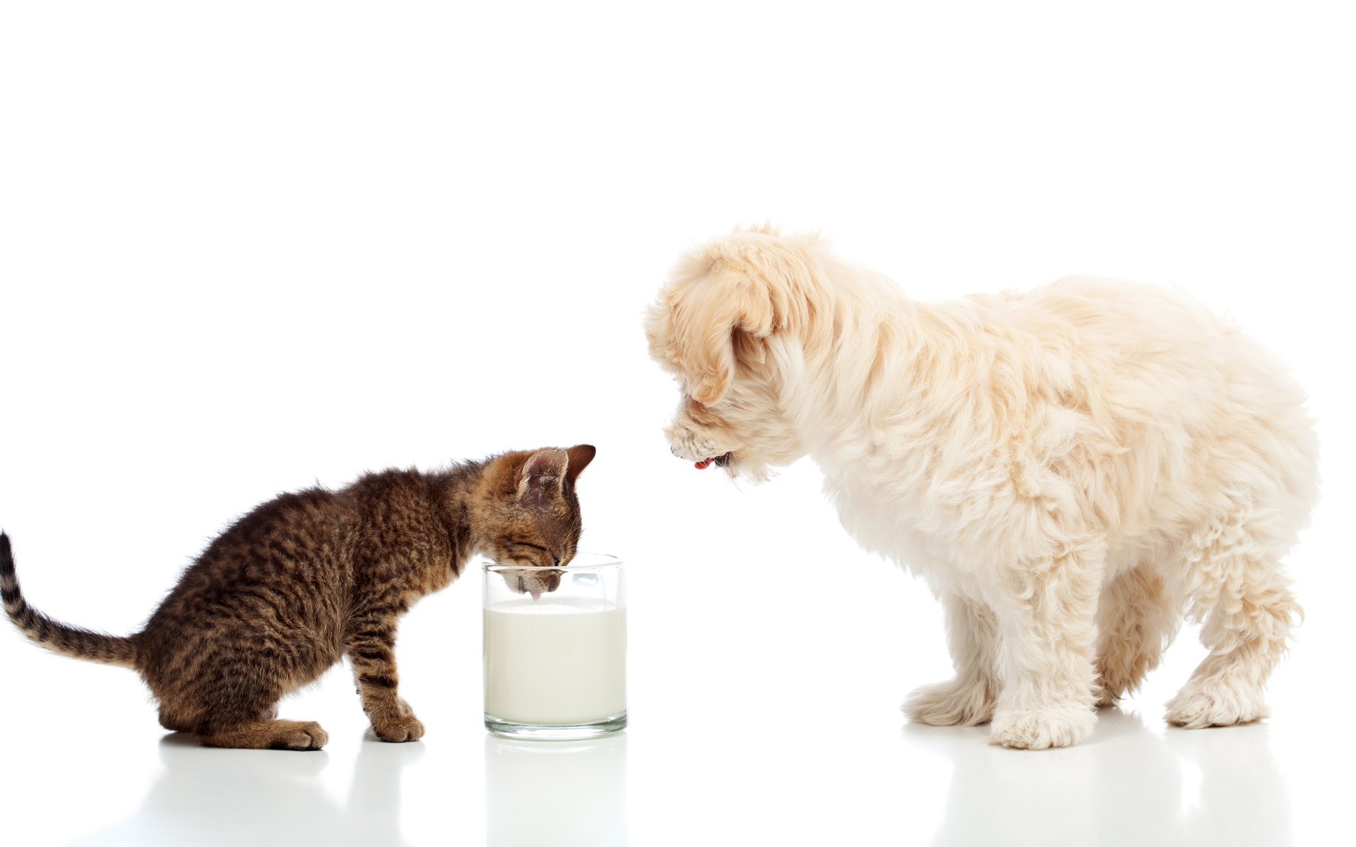 Маленькие друзья котенок и щенок пьют молоко из стакана