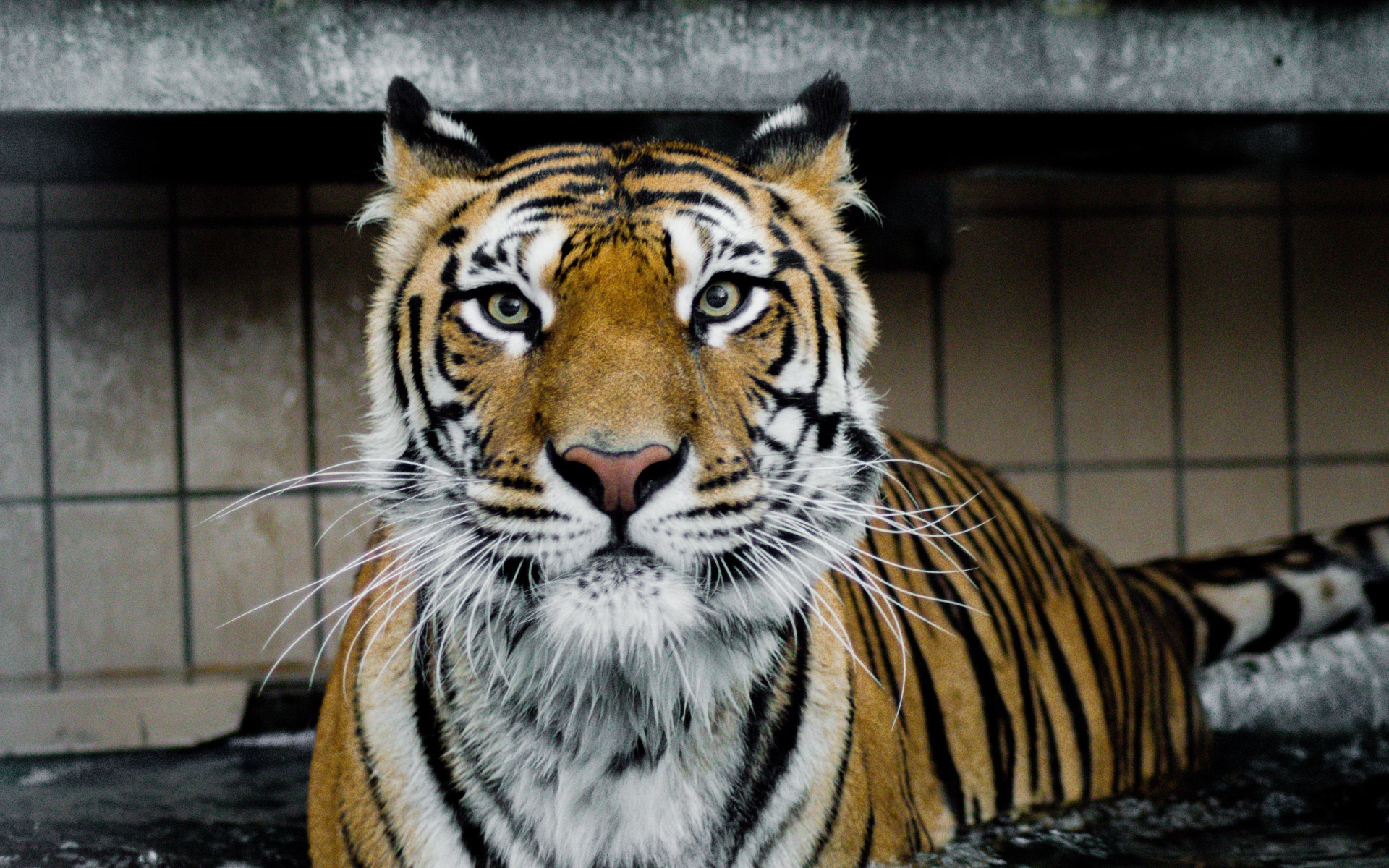 Большой хищный тигр стоит в воде