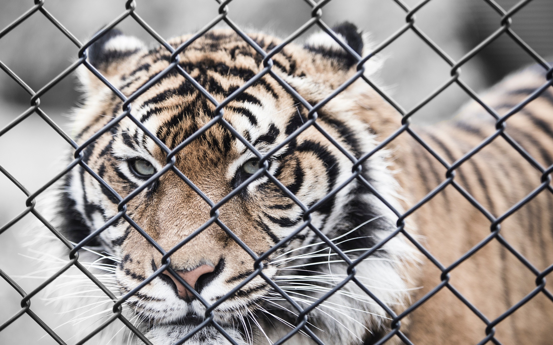 Большой полосатый тигр за железной сеткой