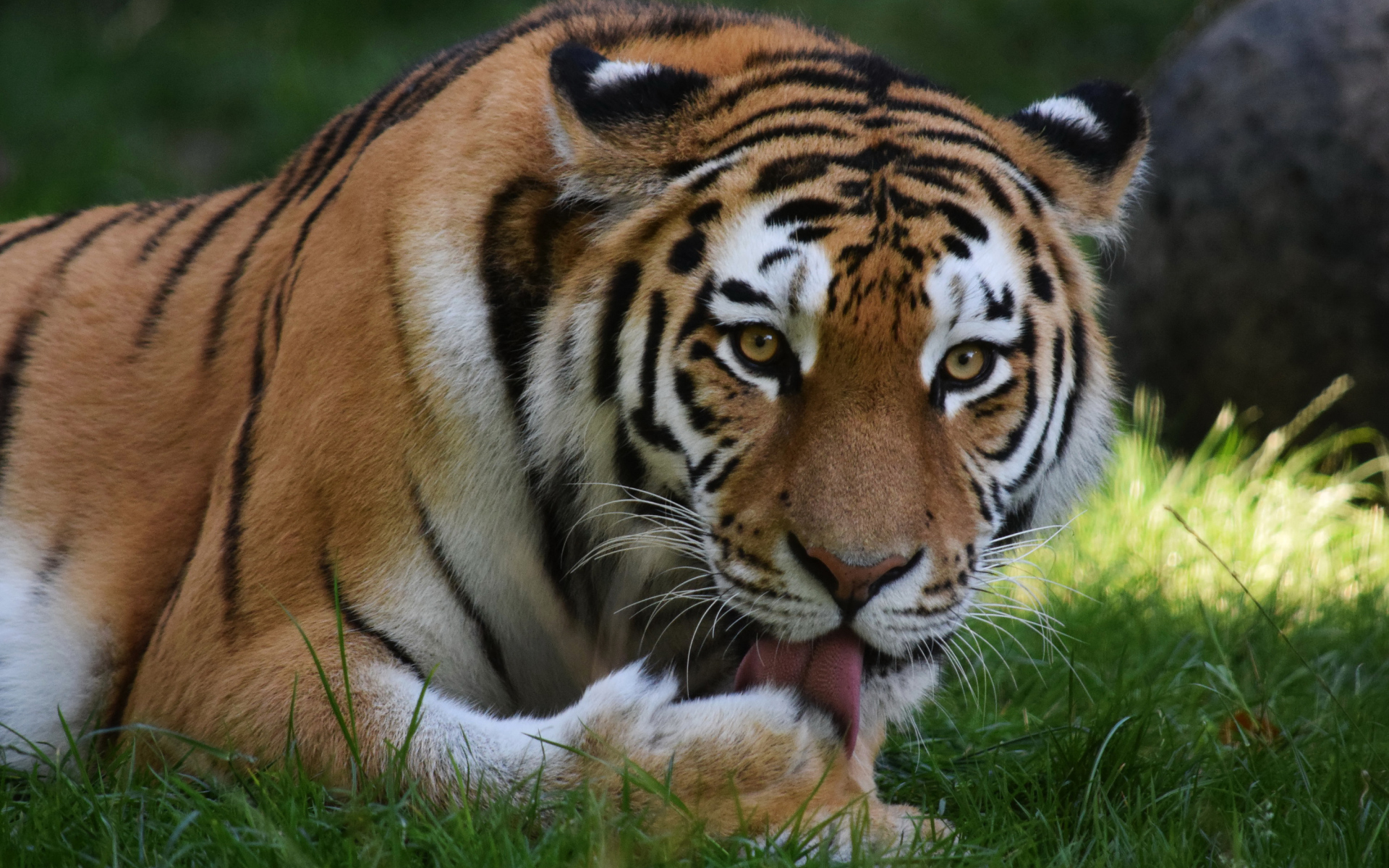 Большой тигр облизывает лапу