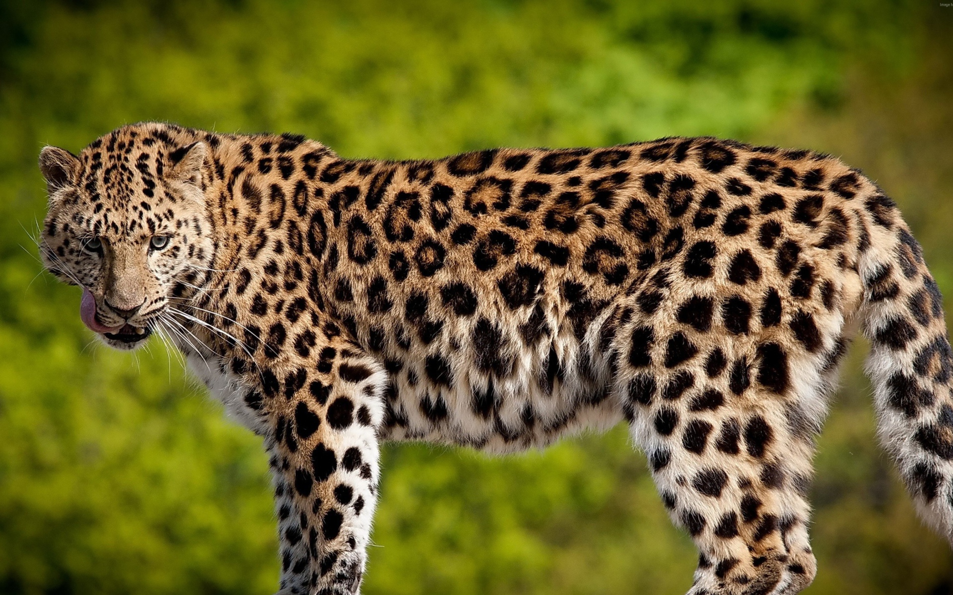 Красивый большой леопард с высунутым языком