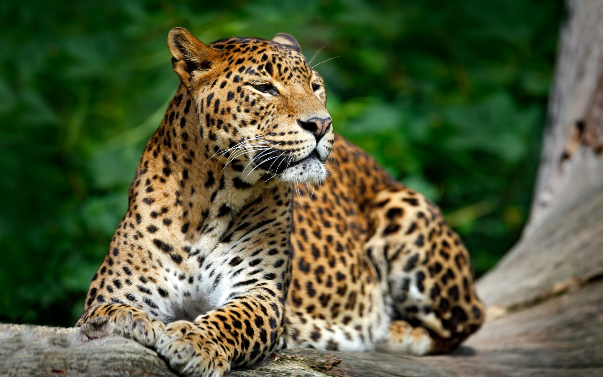 Красивый благородный леопард 