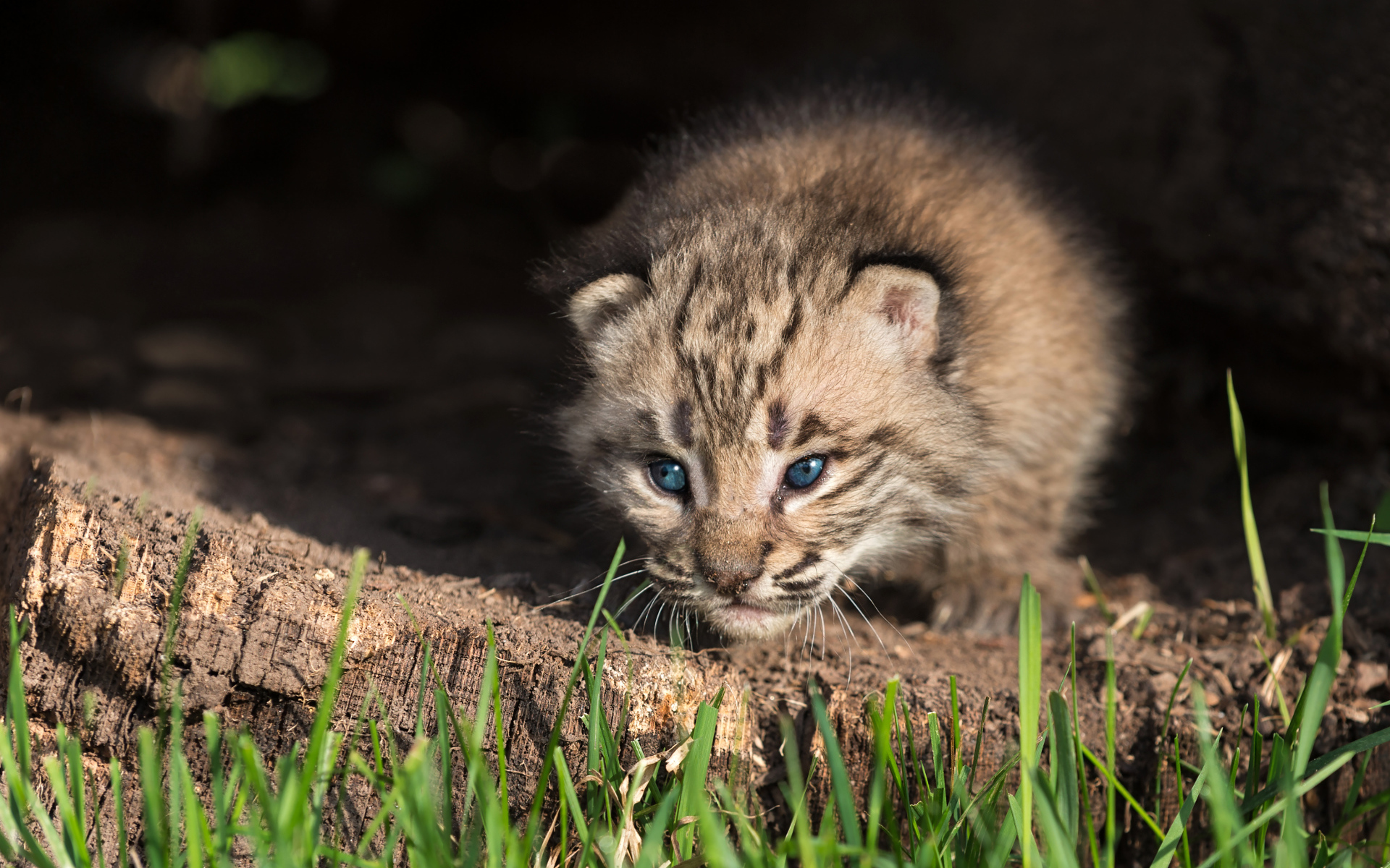 Маленький детеныш рыси крупным планом