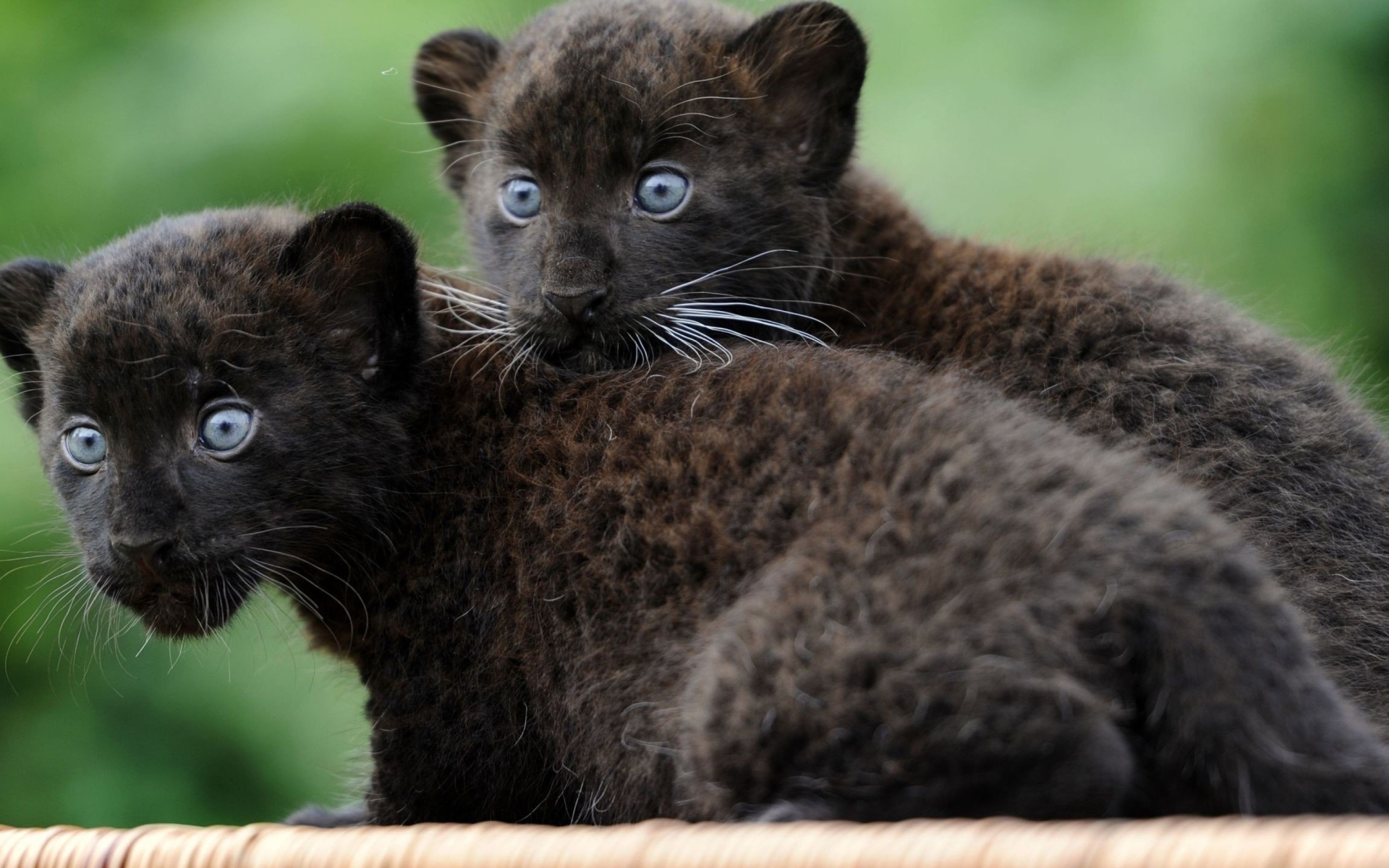 Маленькие забавные черные пантеры 