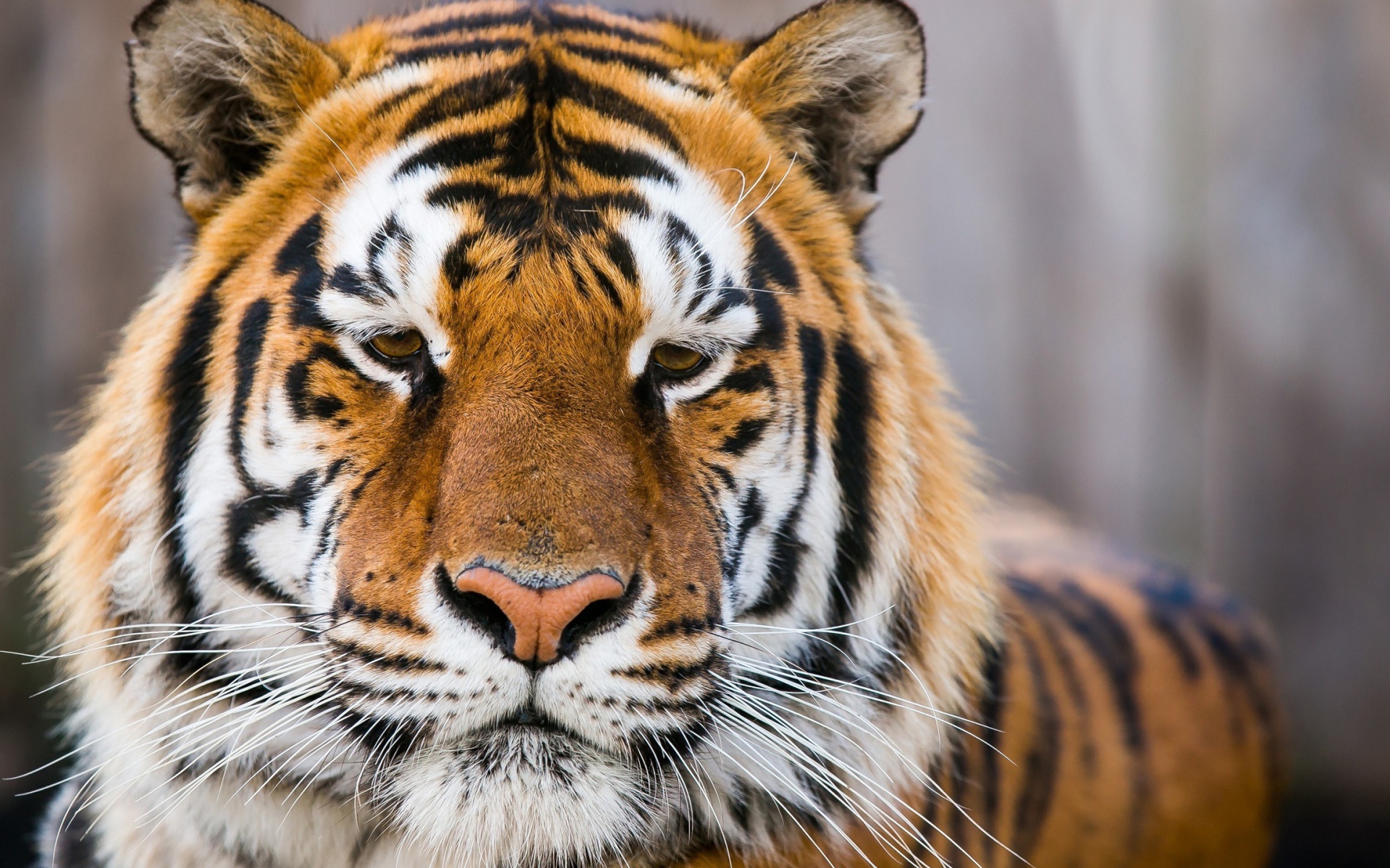 Морда грустного тигра  