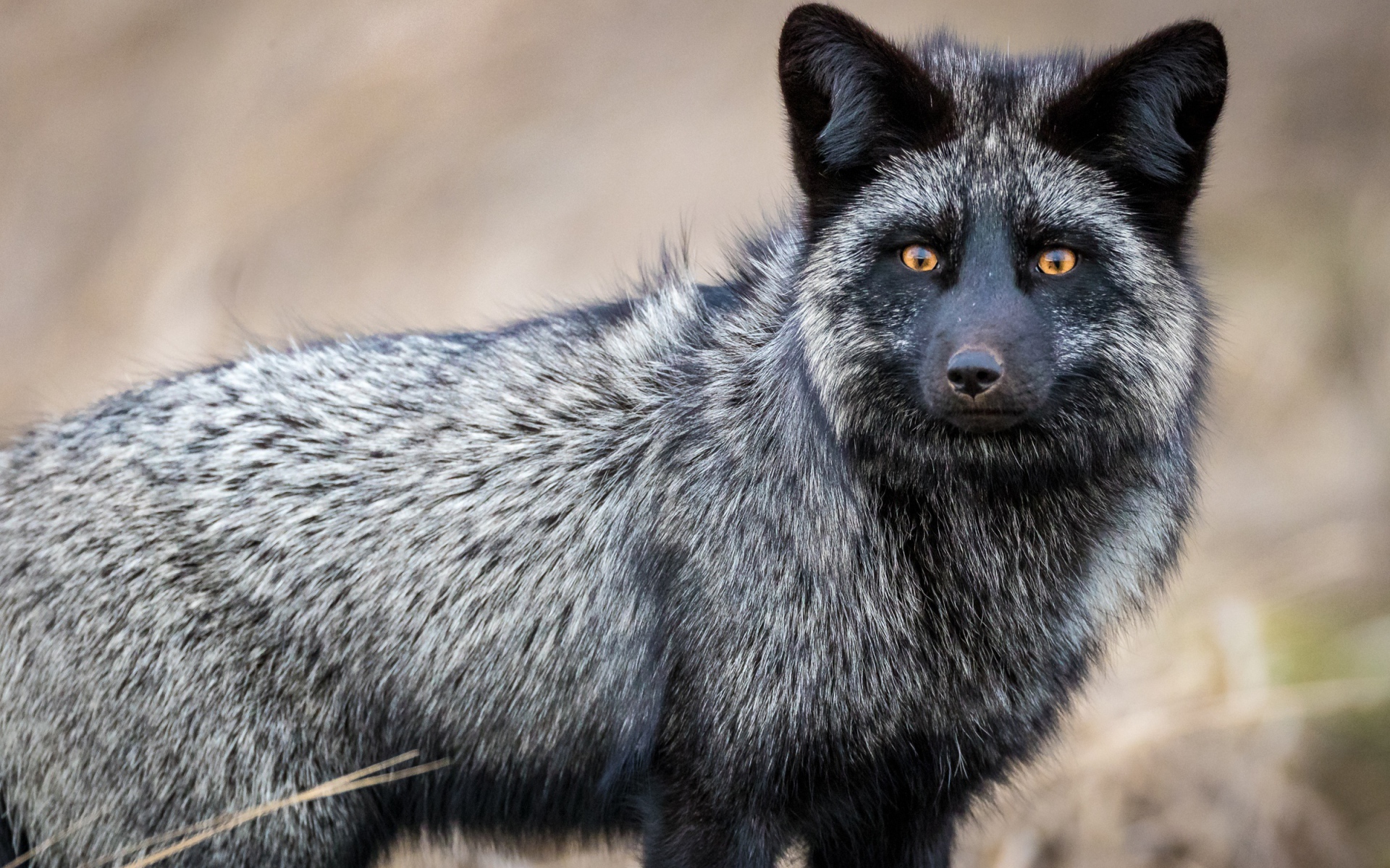 Красивая лиса чернобурка с желтыми глазами
