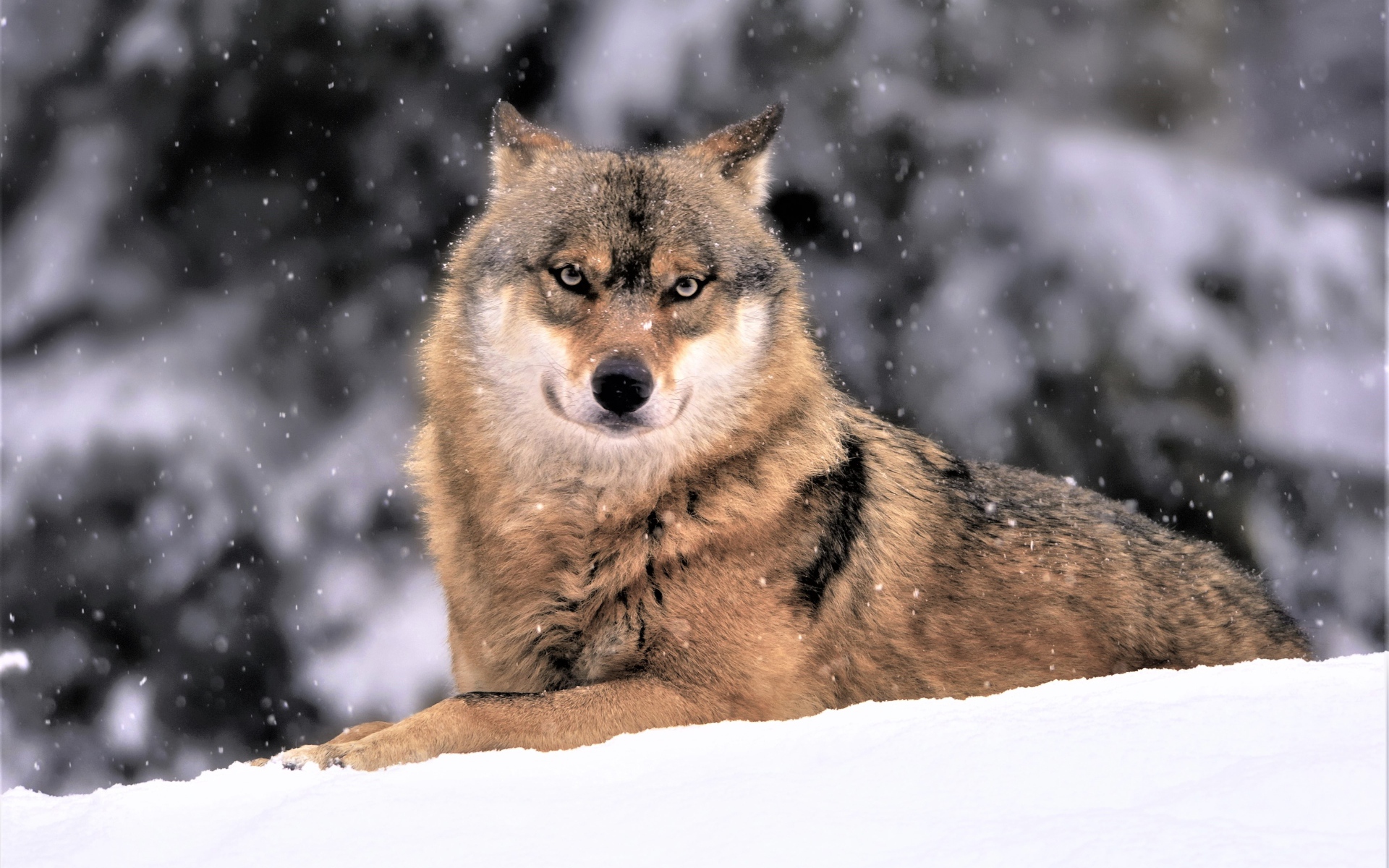 Большой волк лежит на белом снегу