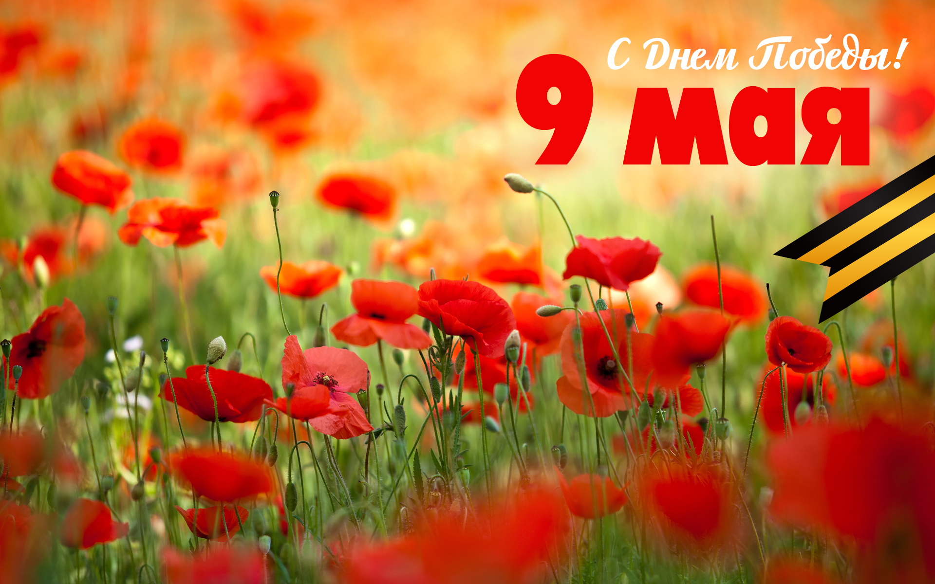 Открытка с полевыми маками на 9 мая  