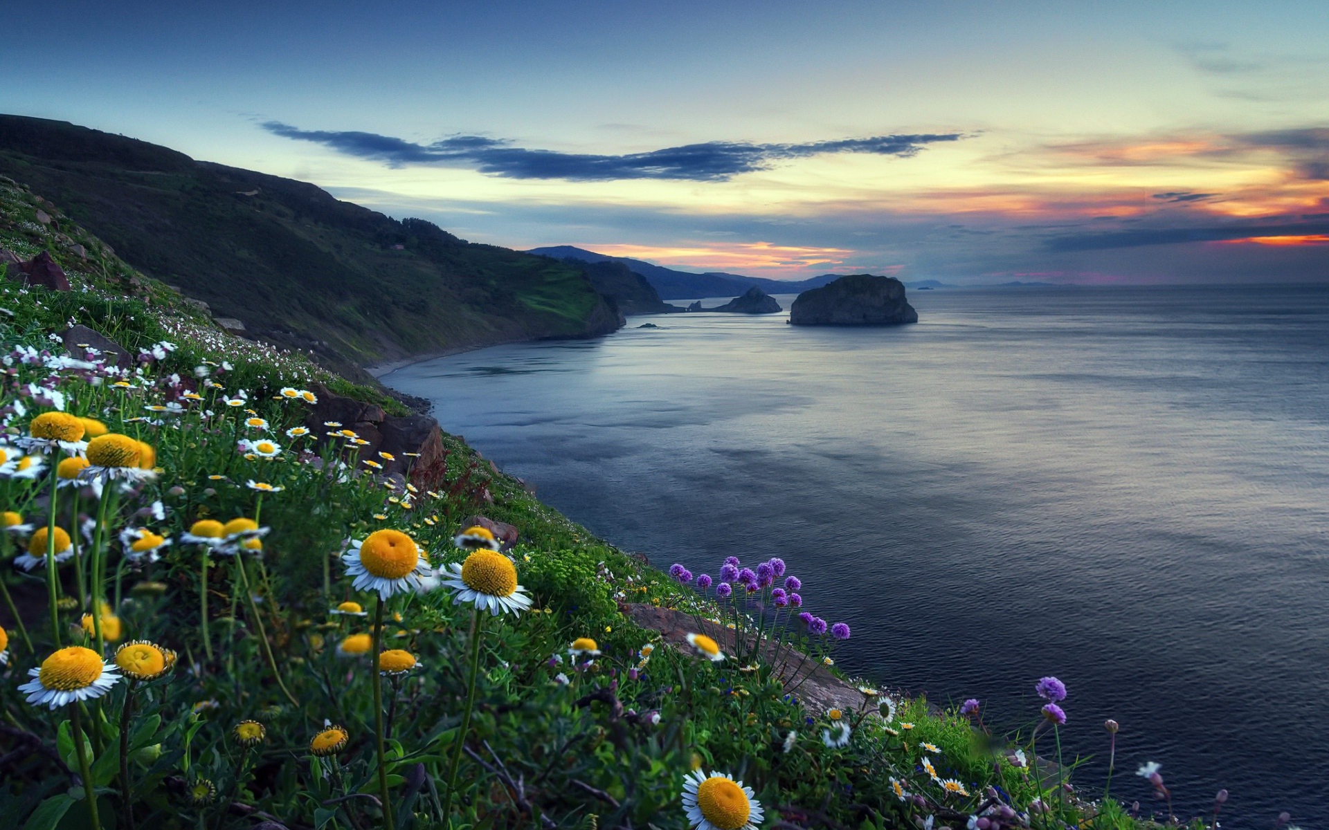 Ромашки на холме у океана 