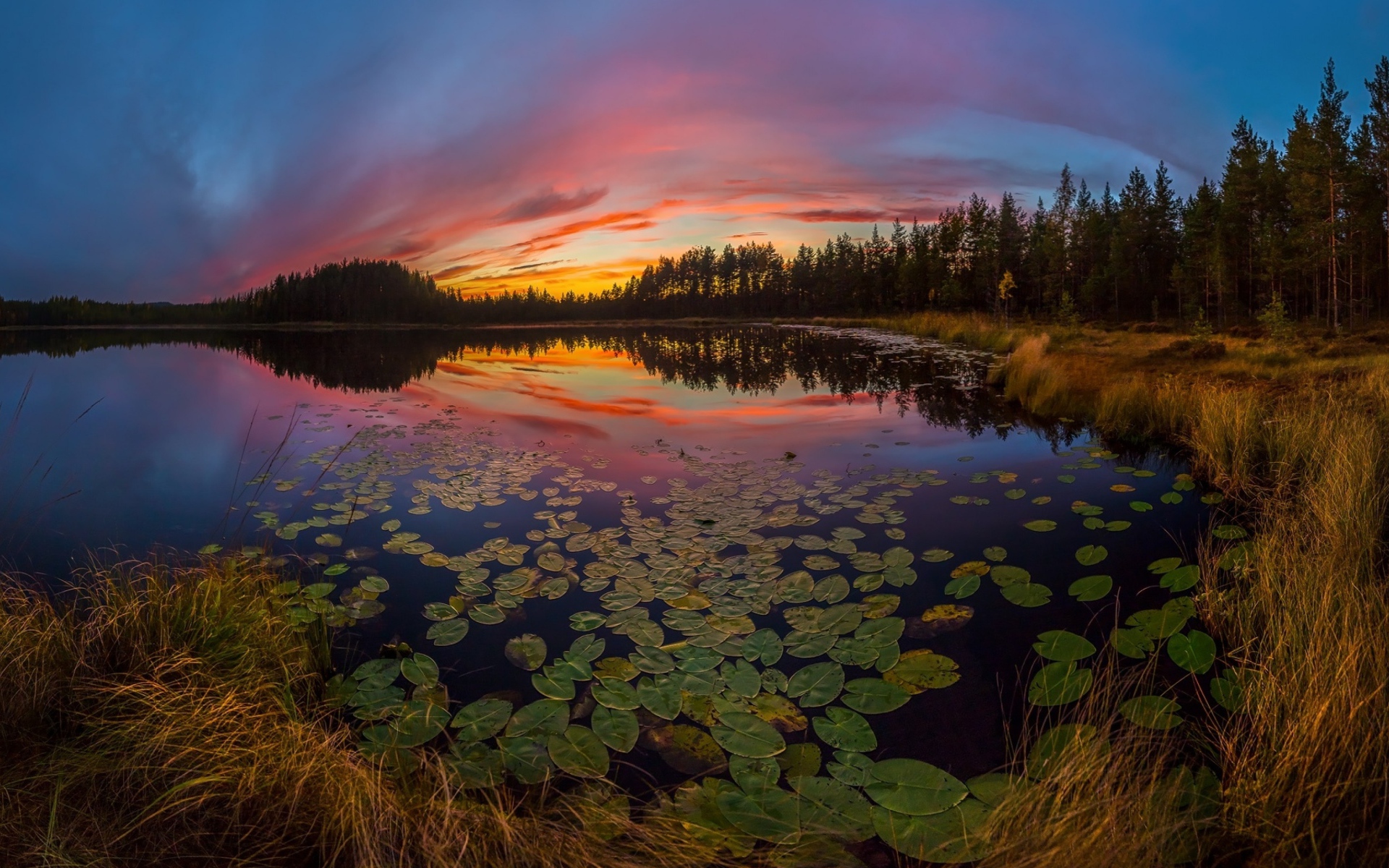 Сухая трава на берегу озера под красивым небом на закате солнца осенью