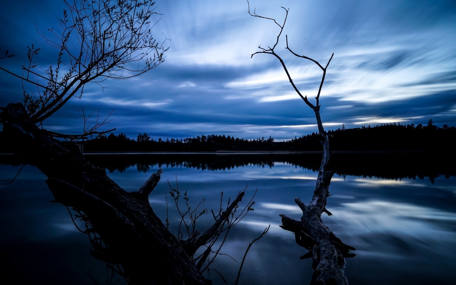 Сухое дерево у озера под красивым ночным небом