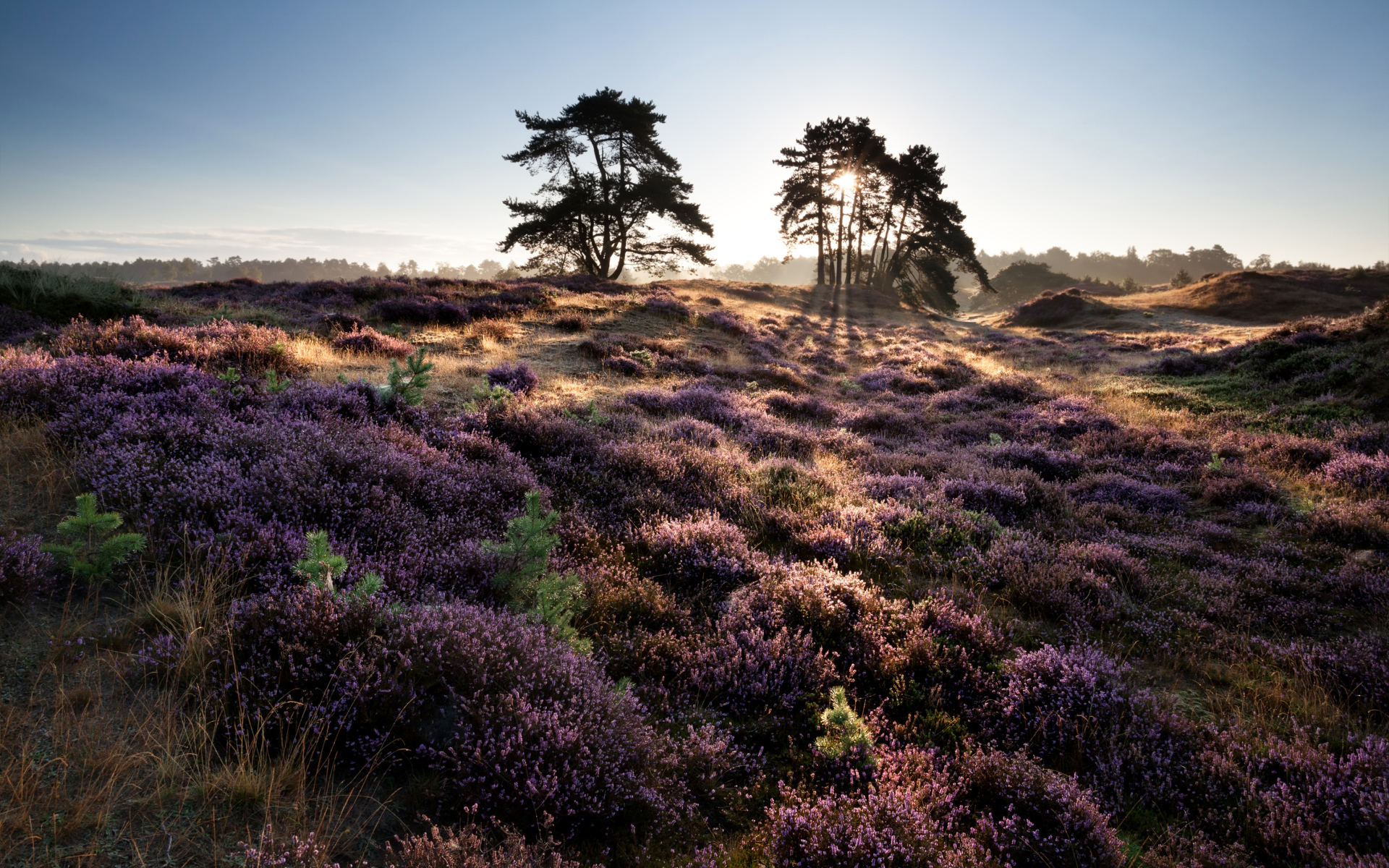 Лиловые полевые цветы и деревья в лучах солнца на рассвете