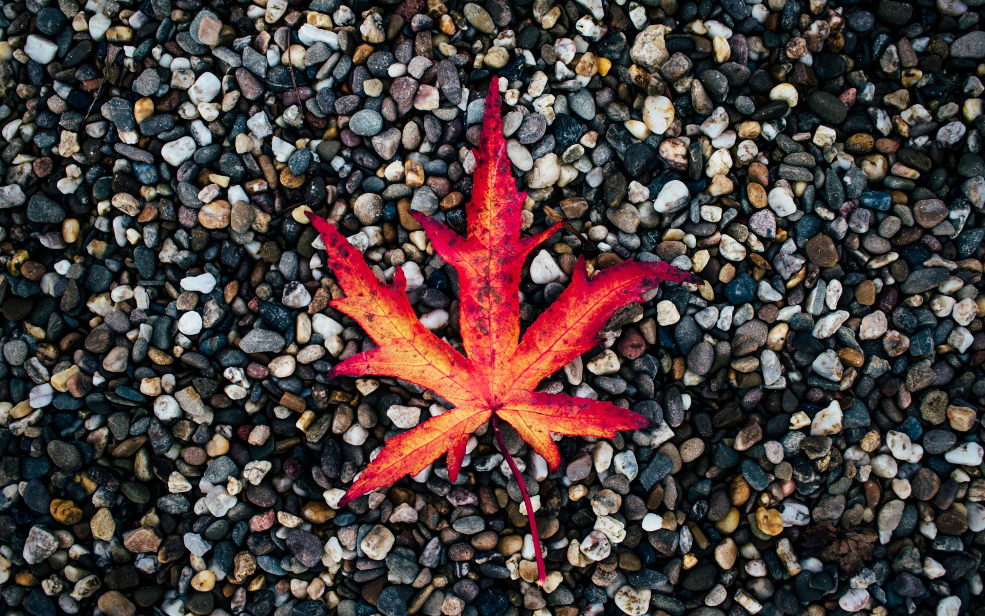 Опавший желтый лист лежит на мелких камнях