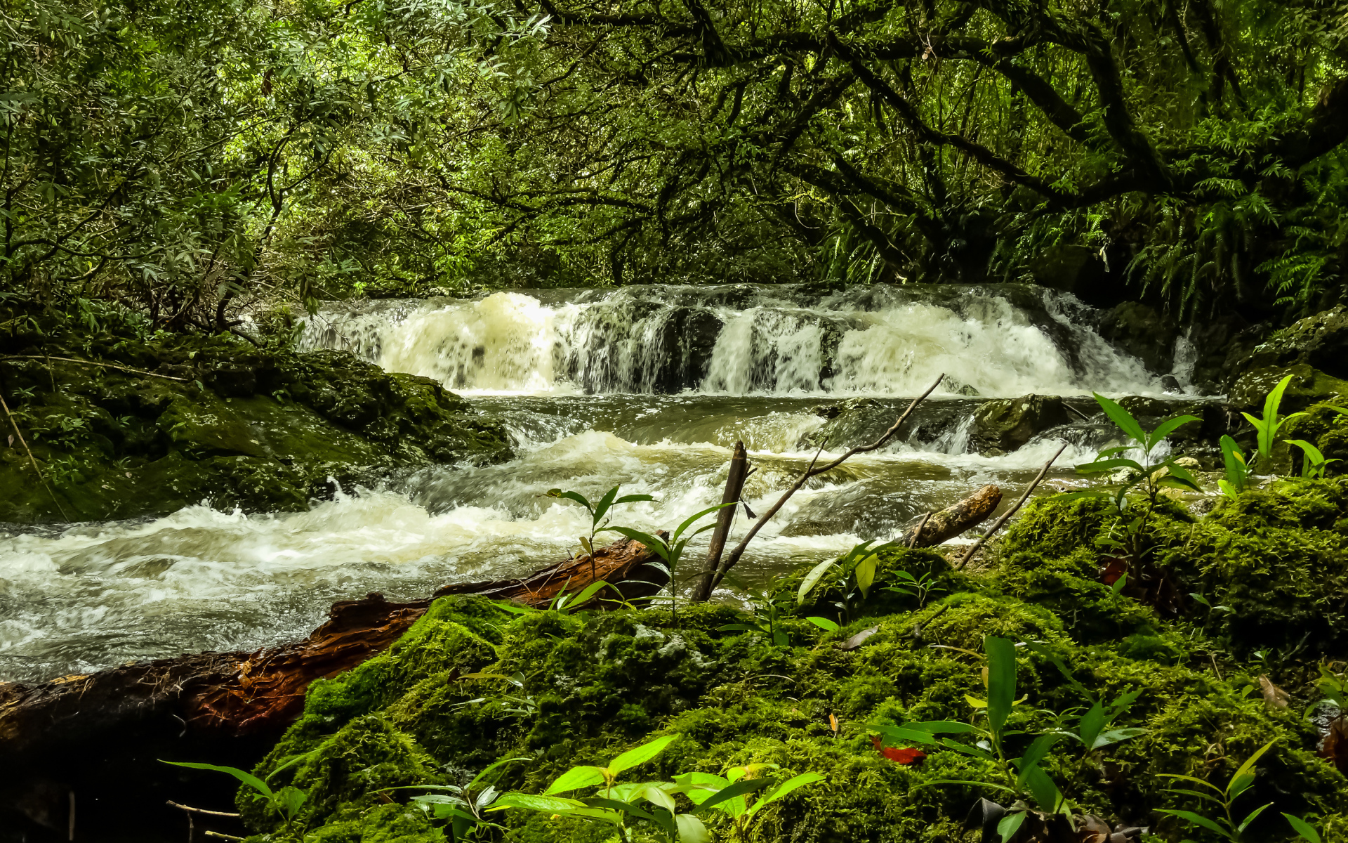 Водопад в лесу между деревьев, Франция 