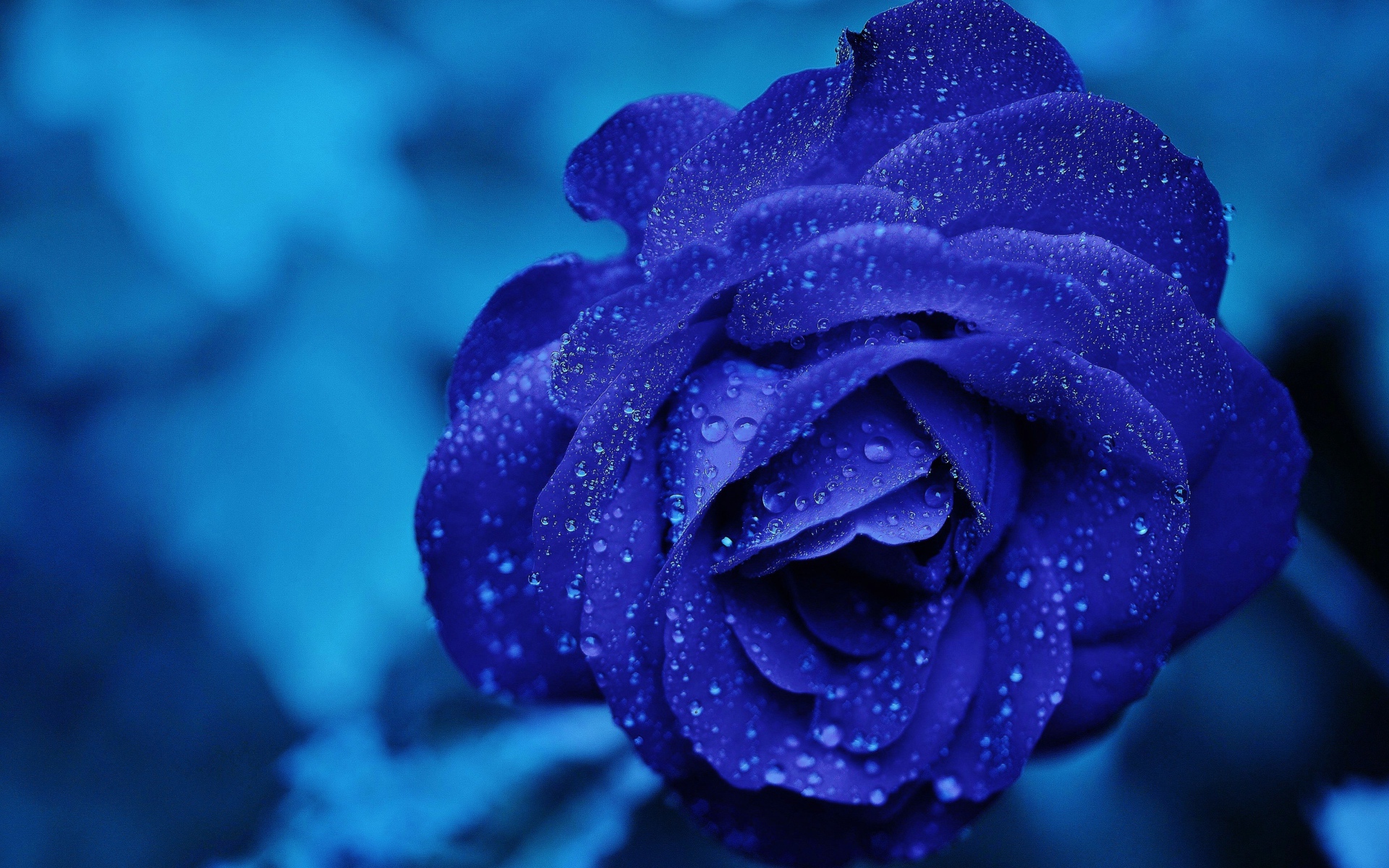 Голубая роза в капельках росы 