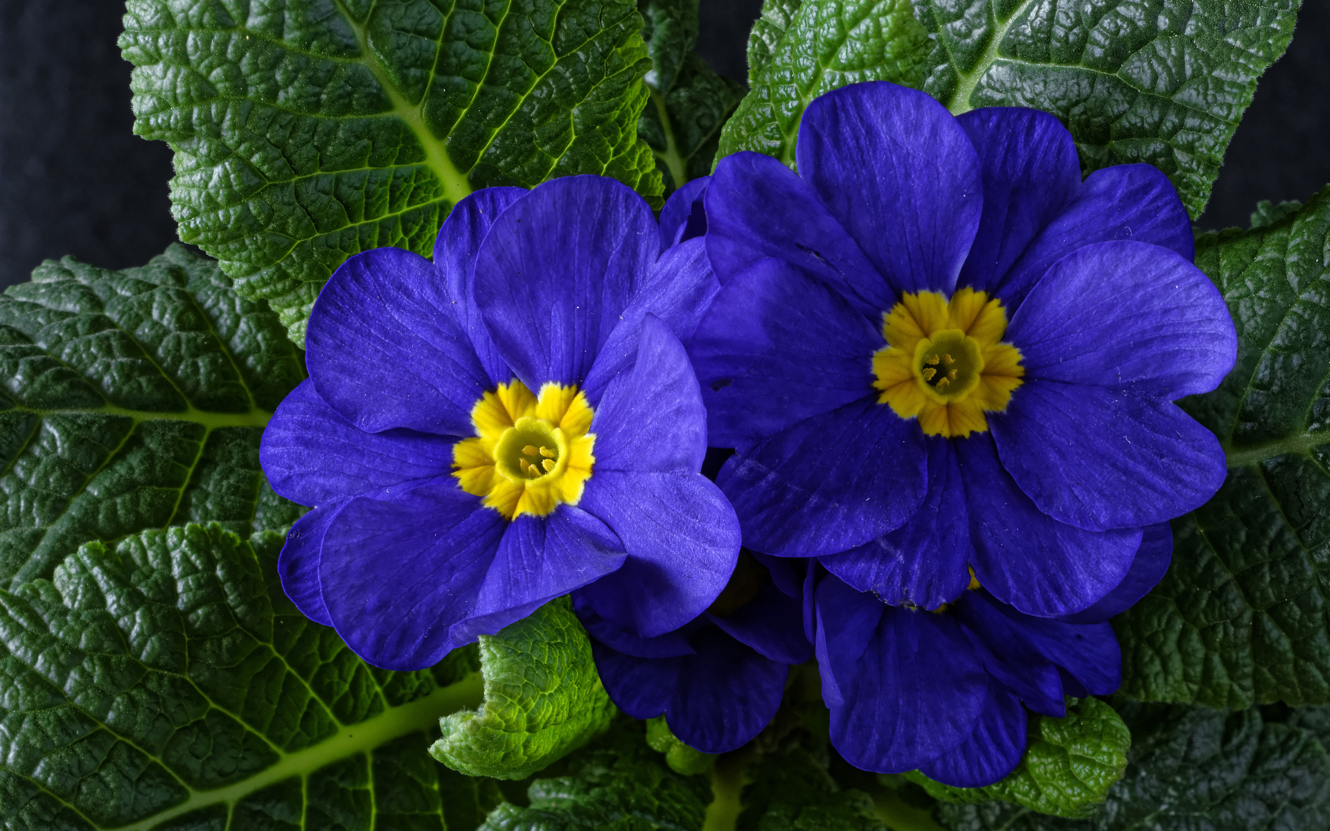 Красивые синие комнатные цветы примула