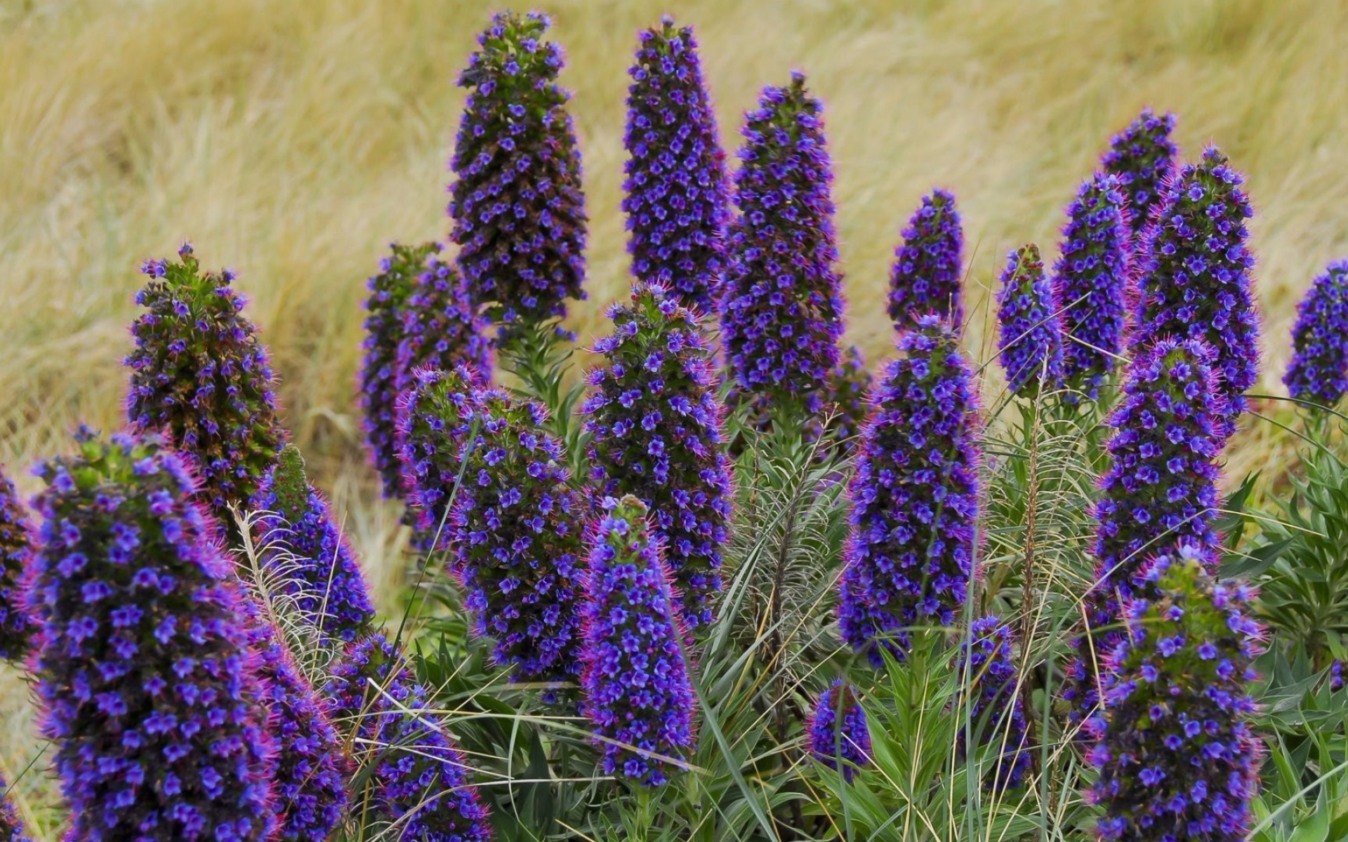 Красивые синие полевые цветы 