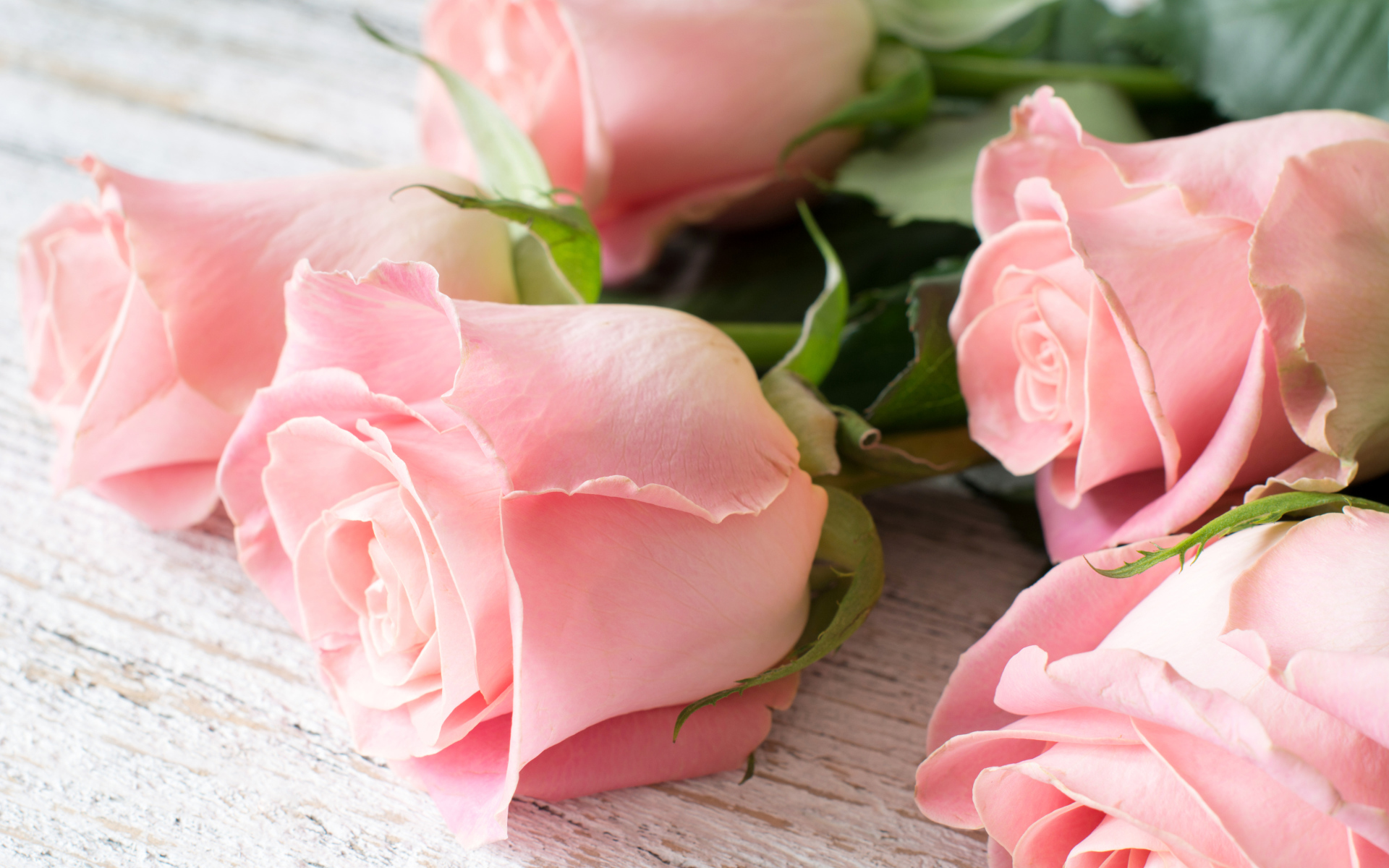 Красивый букет розовых роз крупным планом