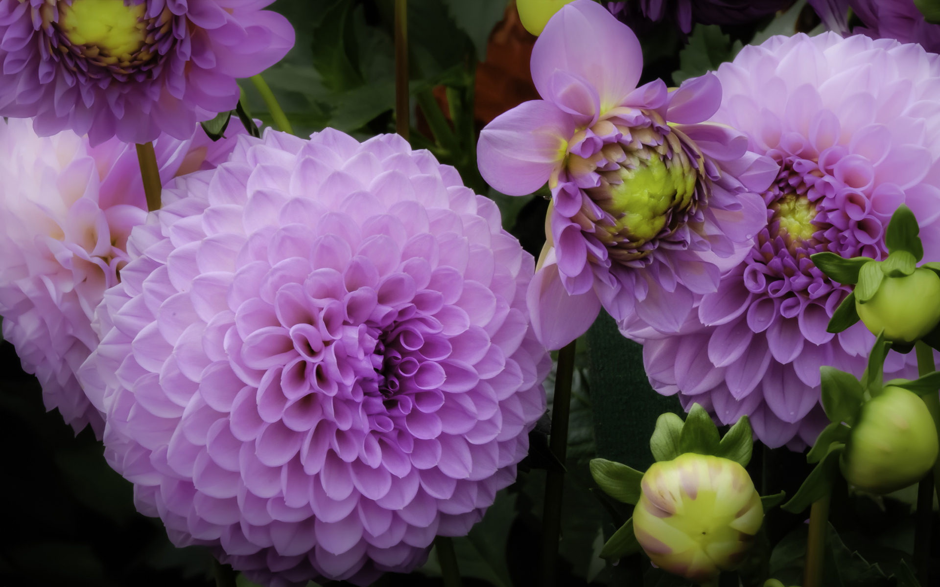 Красивые пышные сиреневые хризантемы 