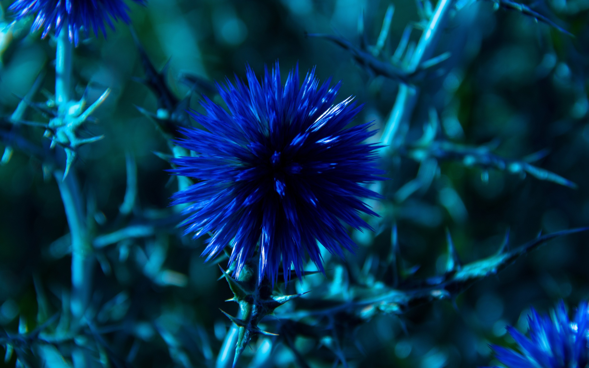 Красивые полевые синие цветы Мордовник шароголовый