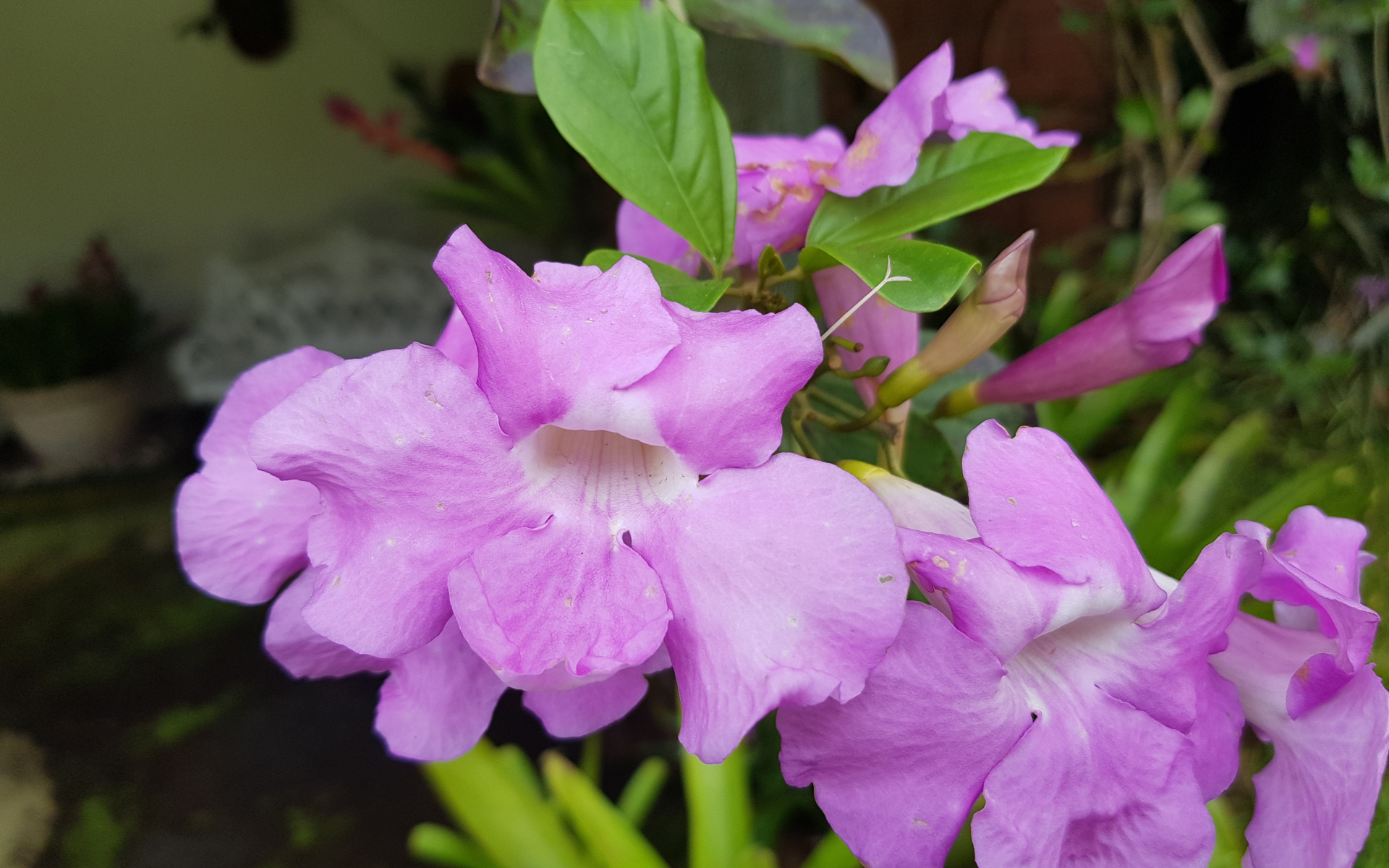 Красивый комнатный цветок с сиреневыми цветами