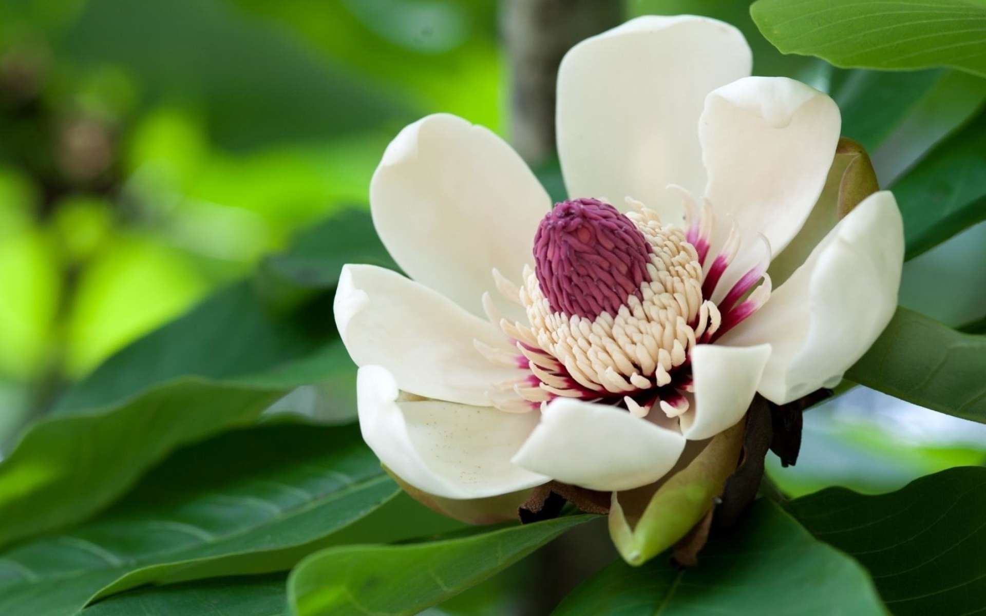 Красивый крупный цветок магнолия 