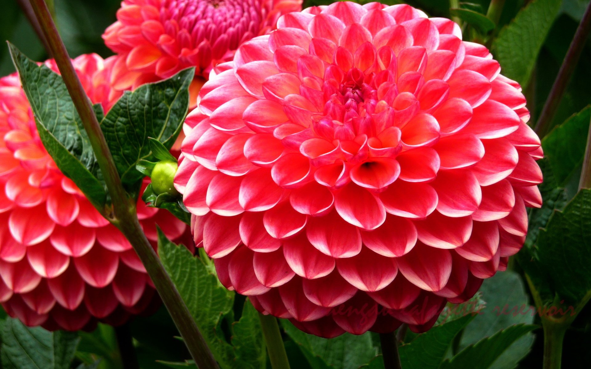 Красивая крупная розовая георгина 