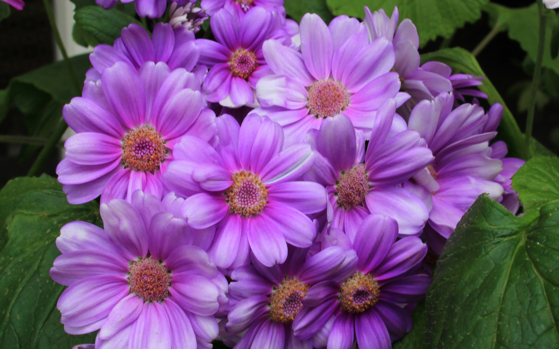 Красивый сиреневый комнатный цветок Цинерария 