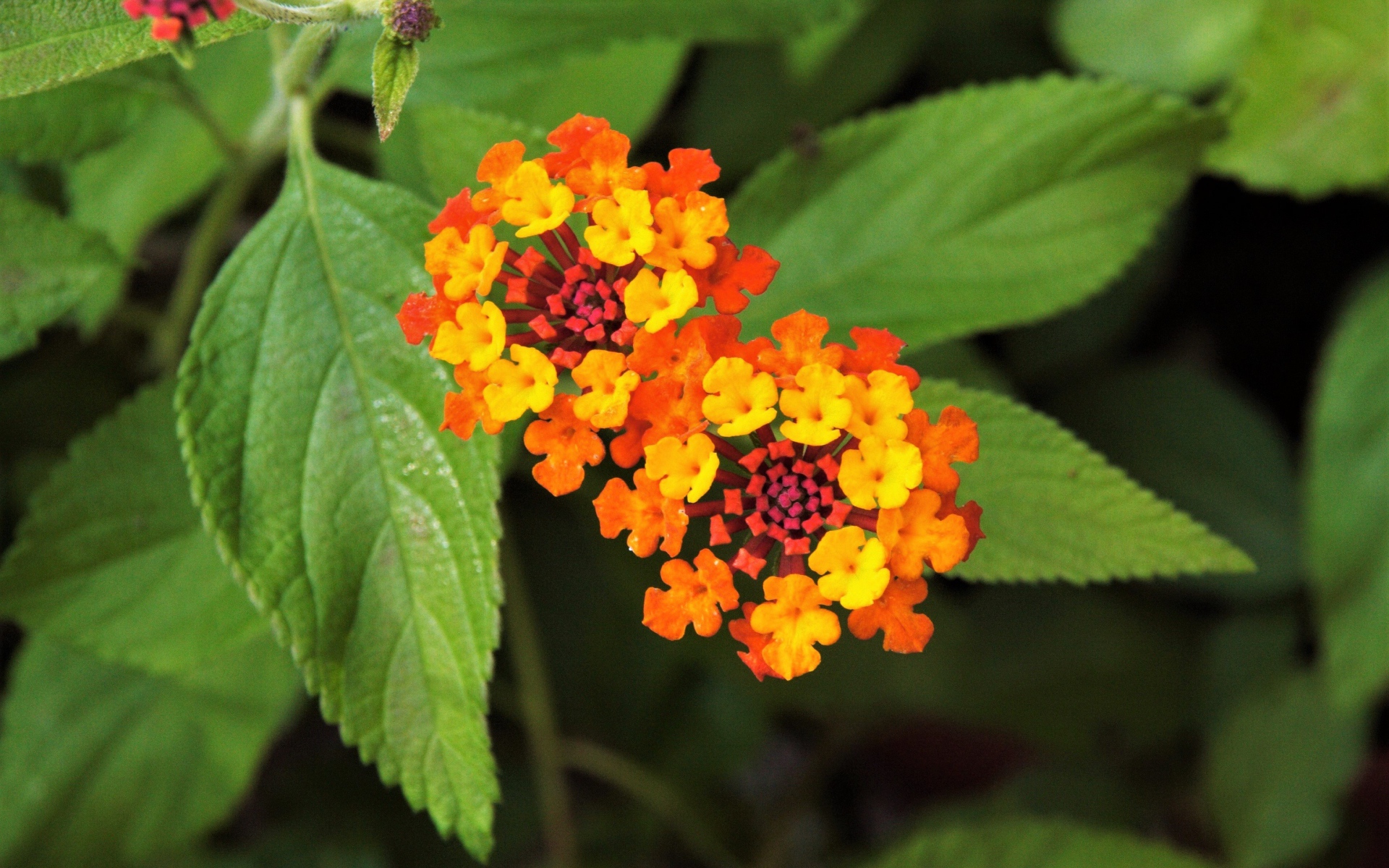 Красивый оранжевый цветок Лантана сводчатая