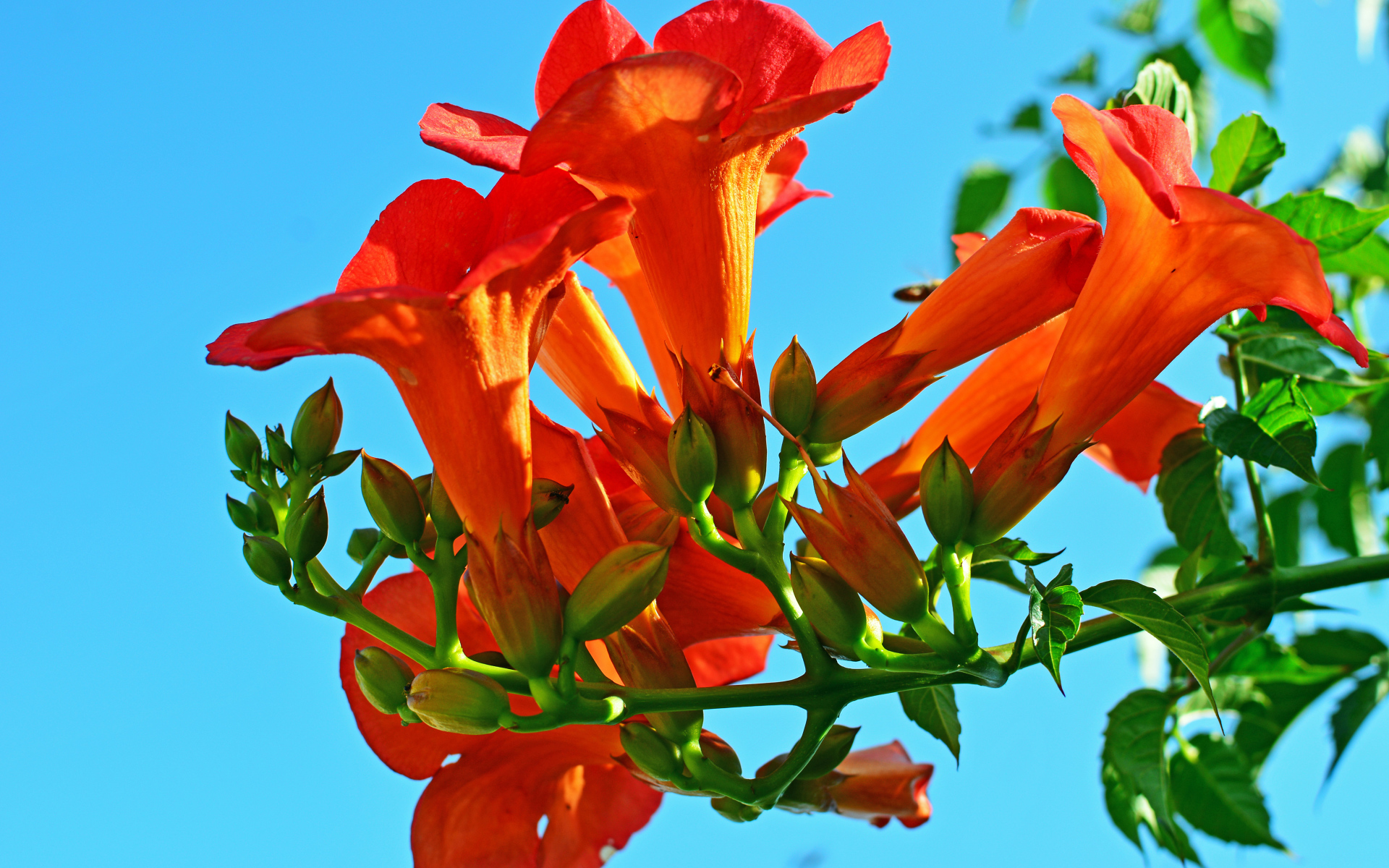 Красивые оранжевые цветы кампсис на голубом фоне