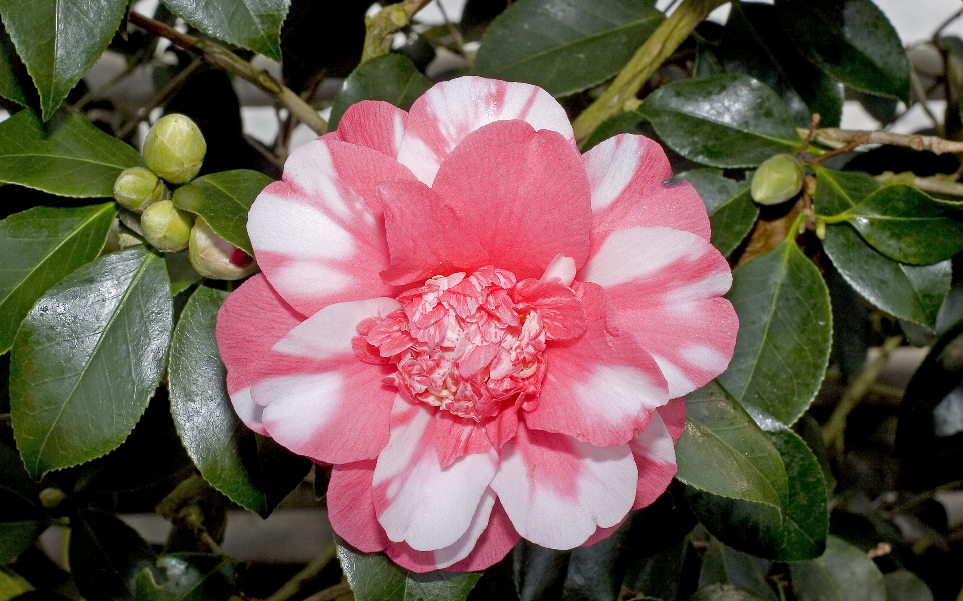 Красивый розово-белый цветок камелии с зелеными листьями