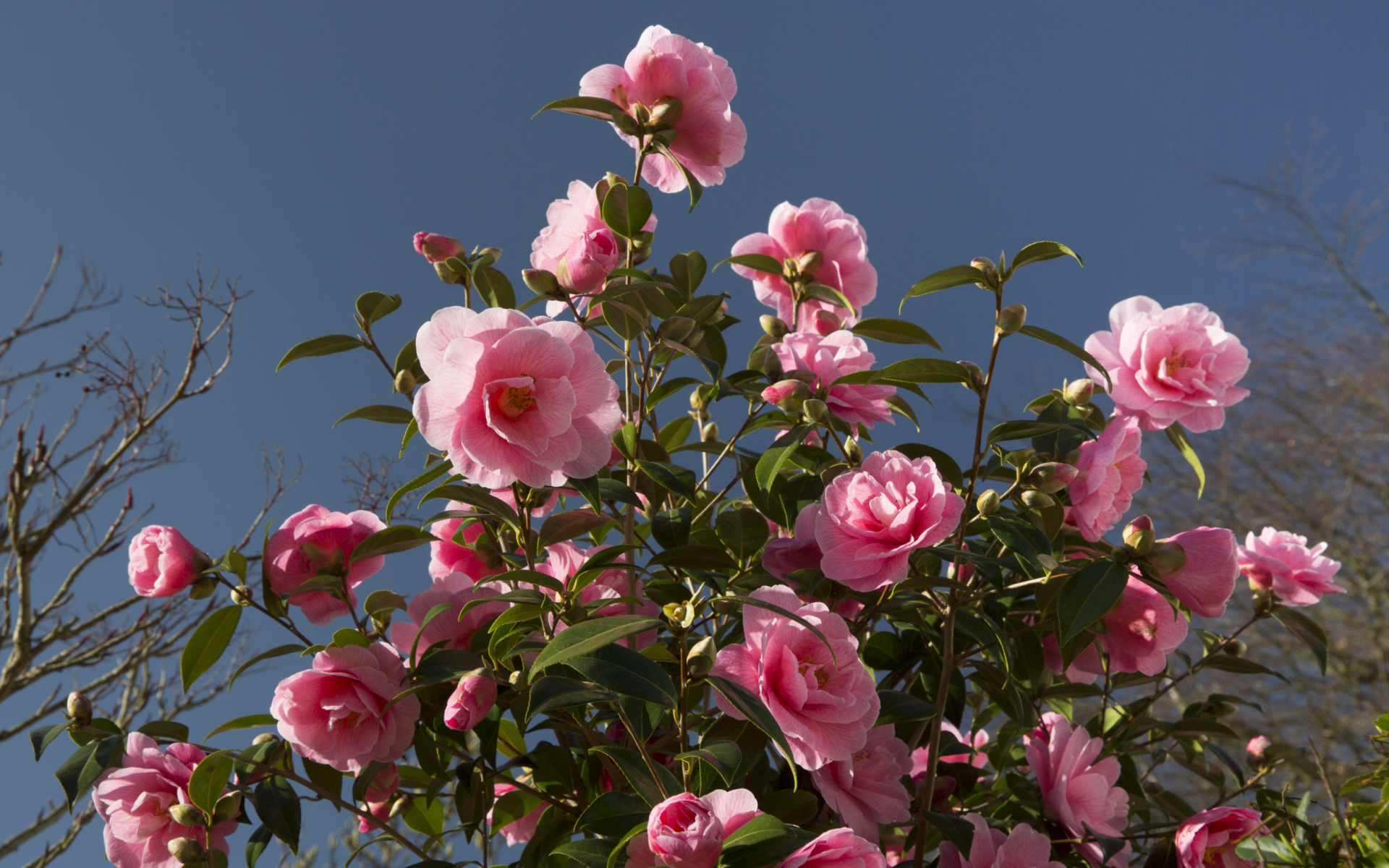 Красивый розовый куст цветов камелия 