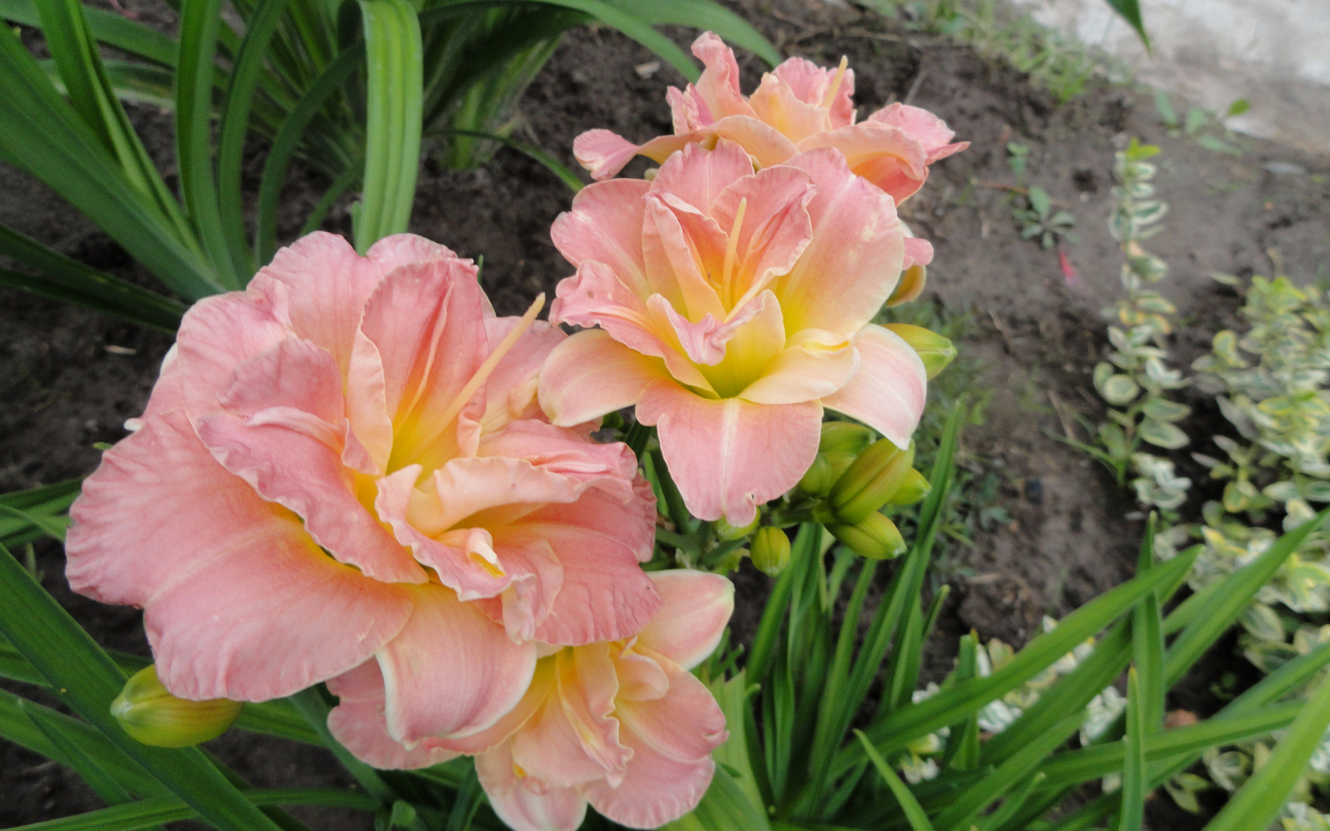 Красивые розовые лилии на клумбе