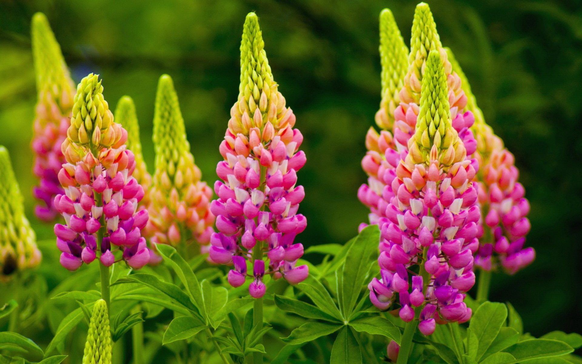 Красивые розовые люпины на клумбе 