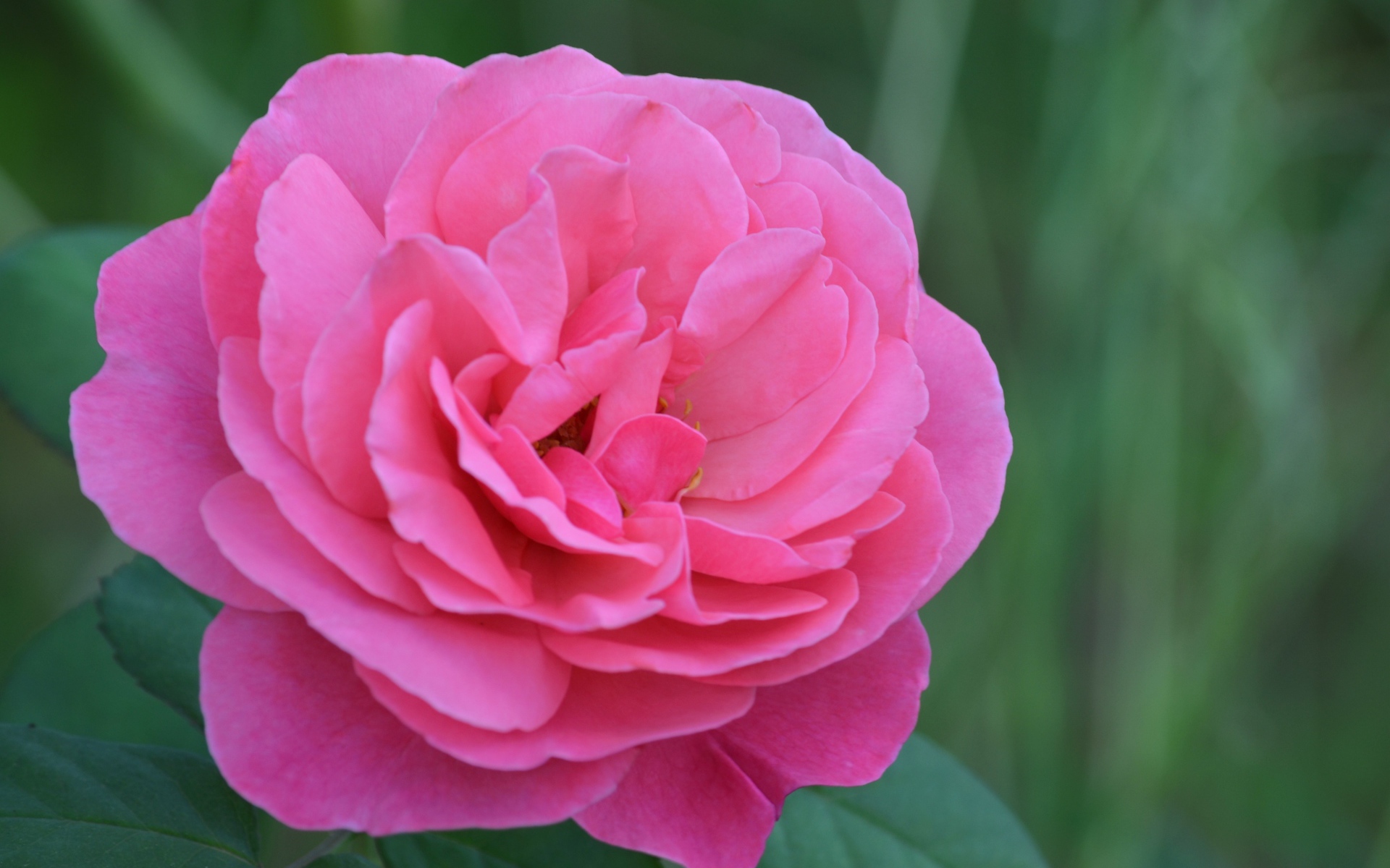 Красивая розовая роза крупным планом 