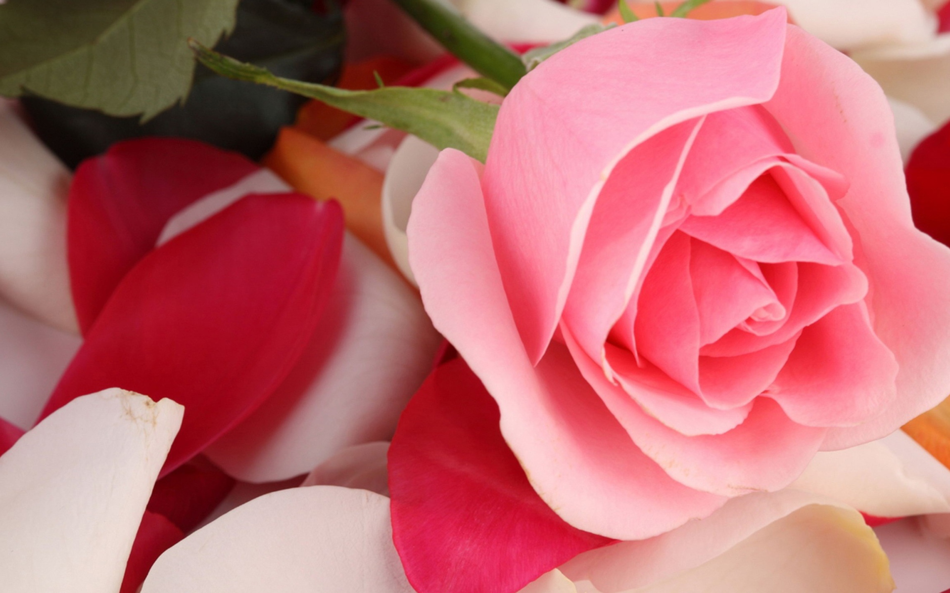 Красивая розовая роза лежит на лепестках 