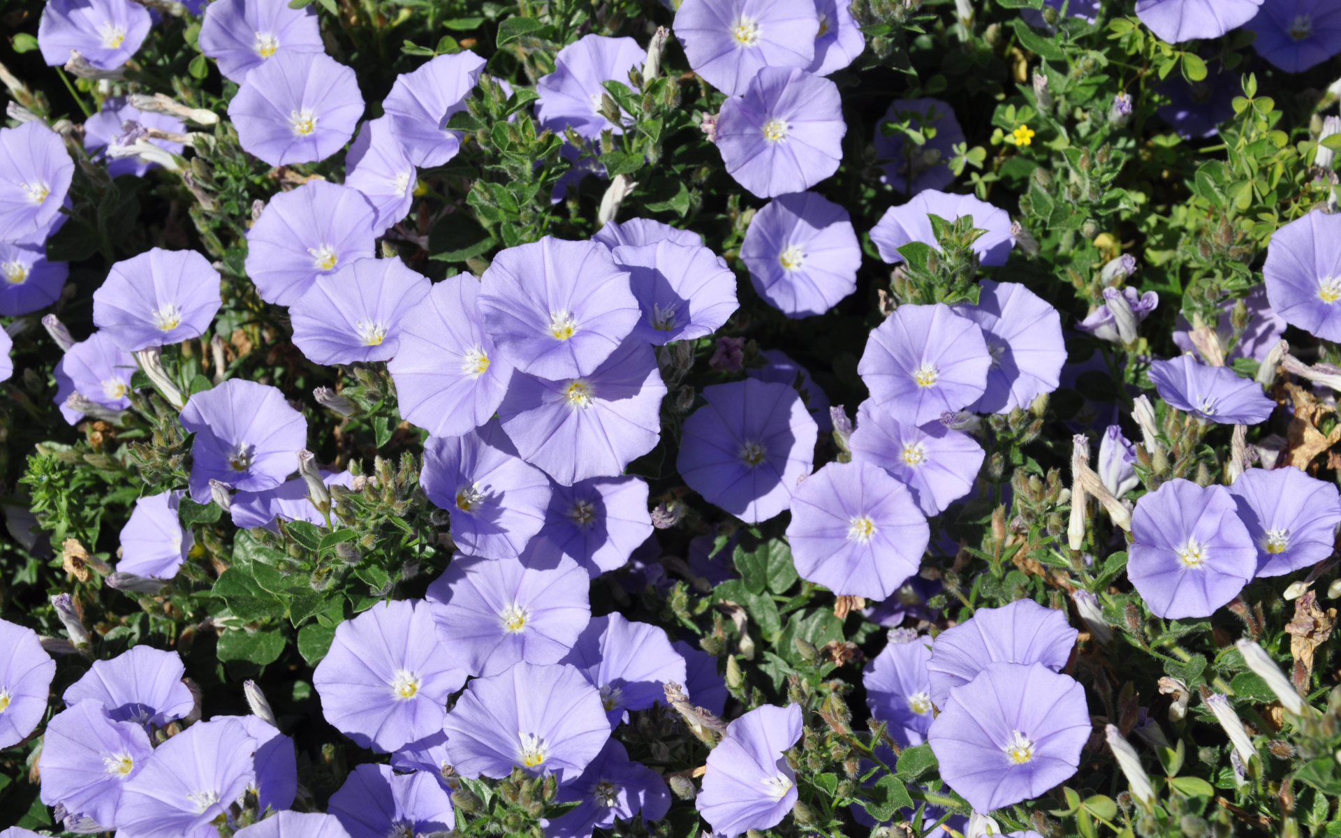 Красивые фиолетовые цветы петуния в саду