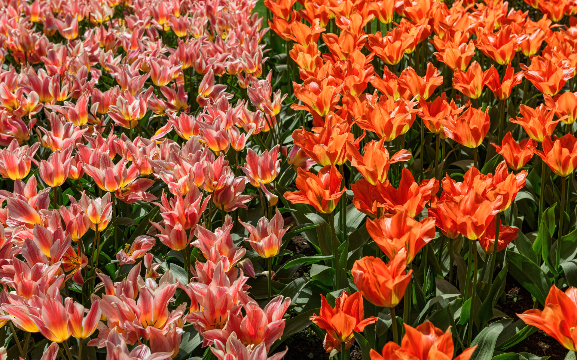 Красивые красные и розовые тюльпаны на клумбе 