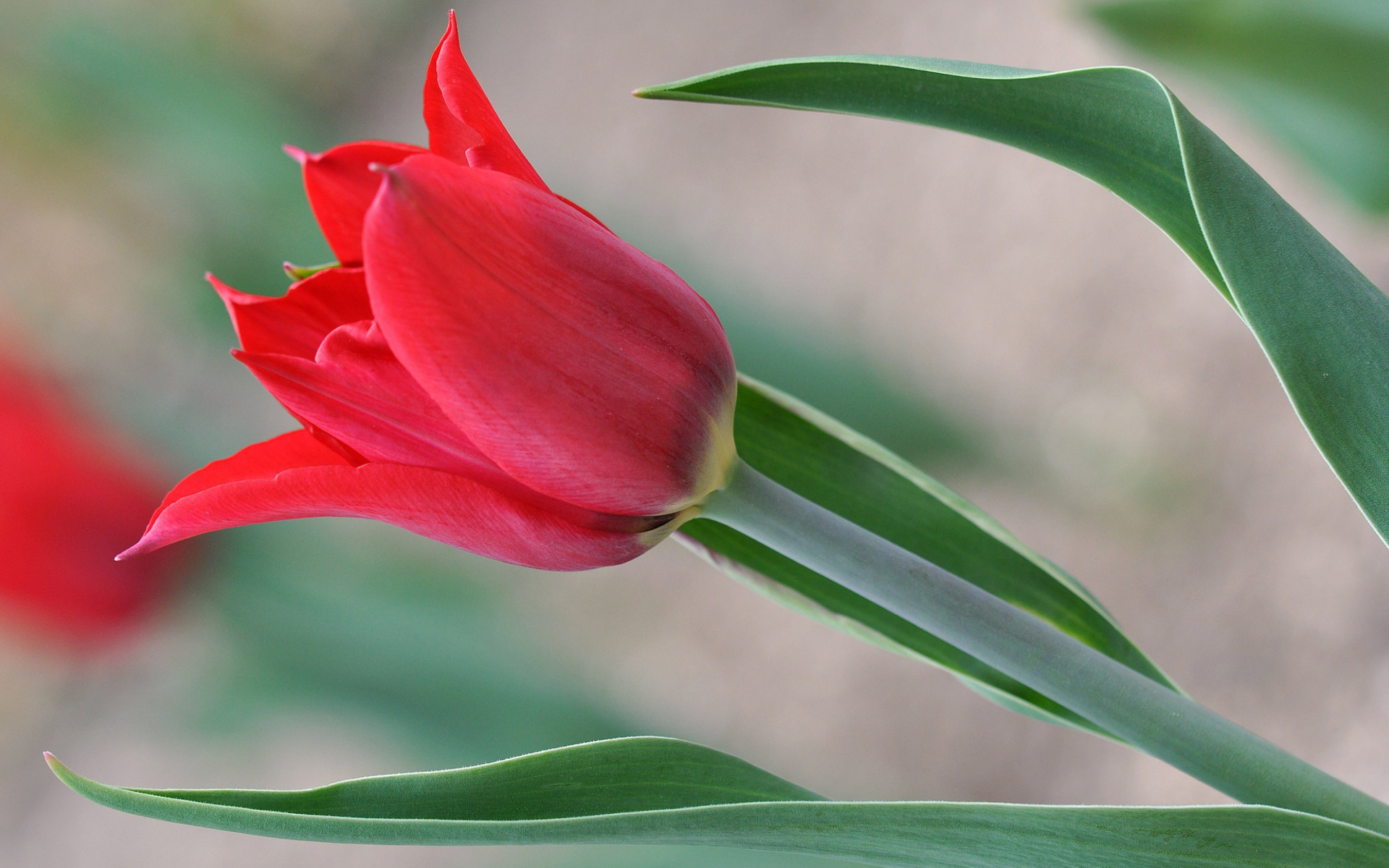 Красивый красный тюльпан 