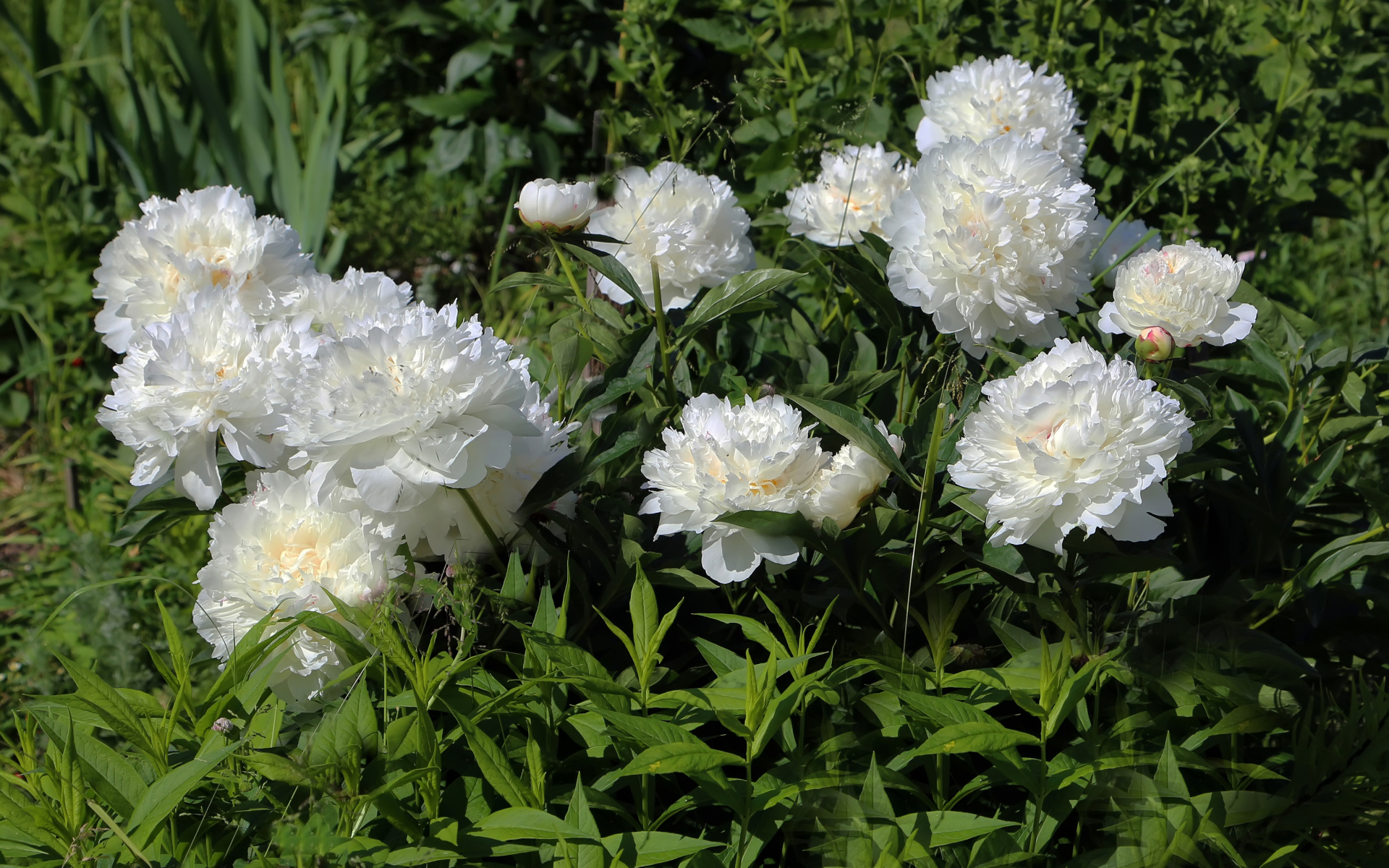 Красивые нежные белые пионы на клумбе