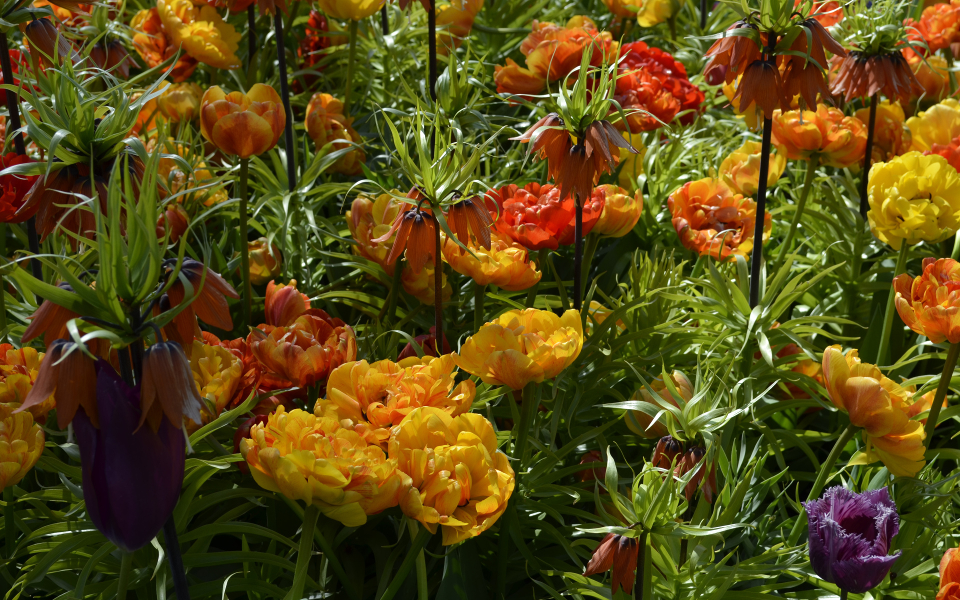 Красивые тюльпаны и рябчики на клумбе крупным планом