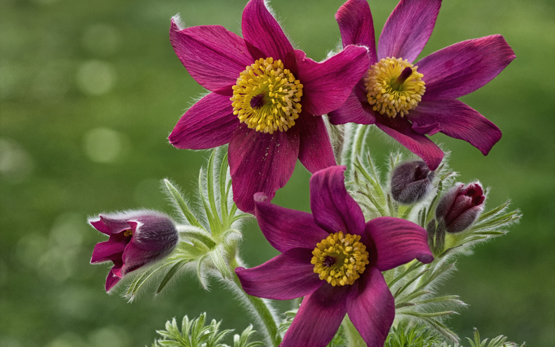Красивые фиолетовые цветы прострел альпийский крупным планом