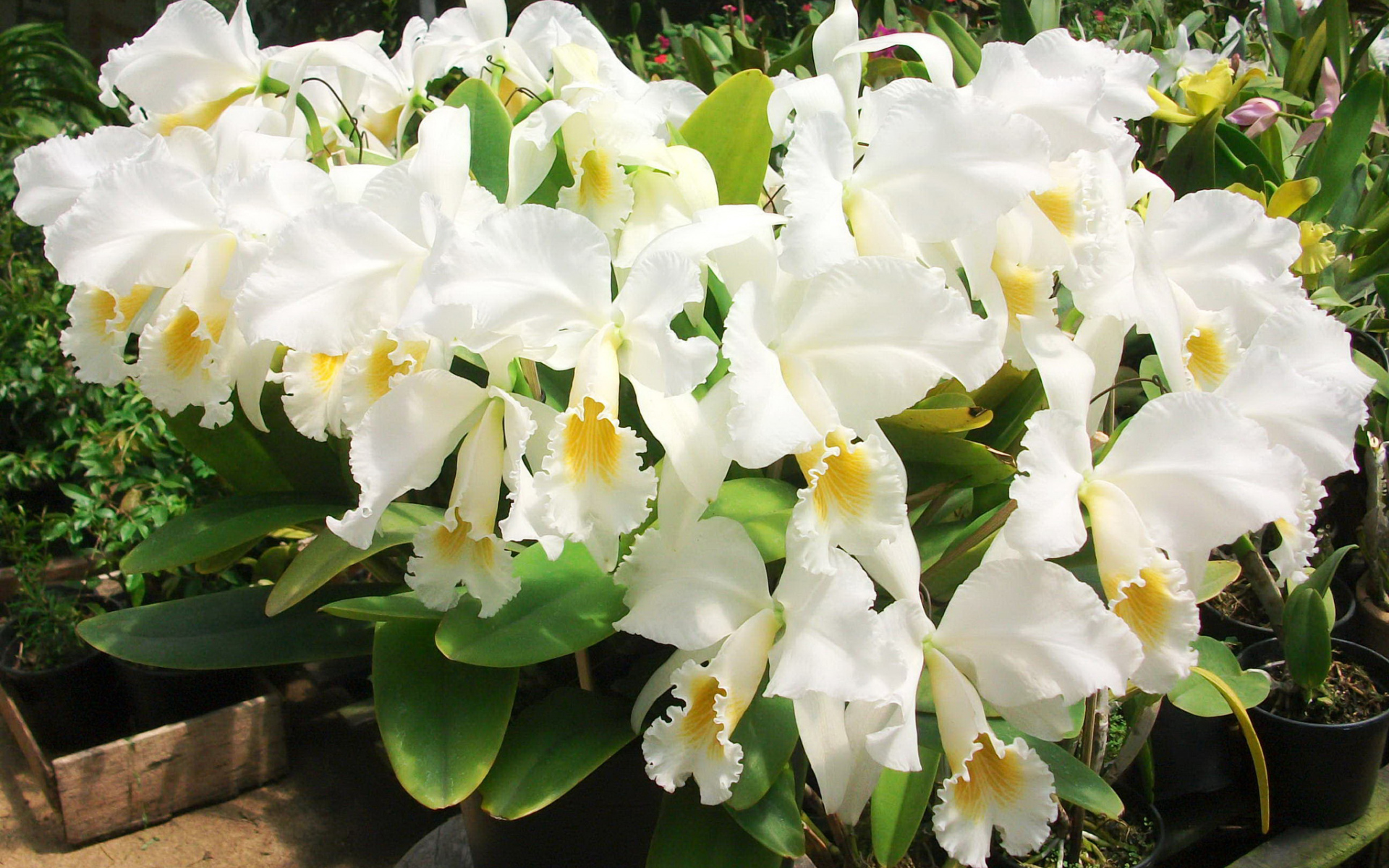 Красивые белые орхидеи на клумбе крупным планом