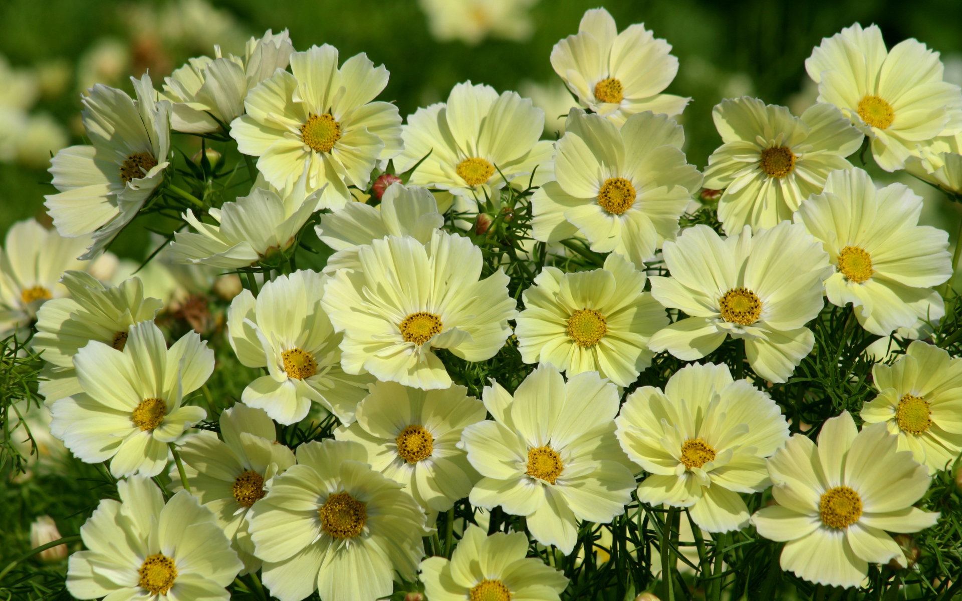 Красивые желтые цветы космея крупным планом