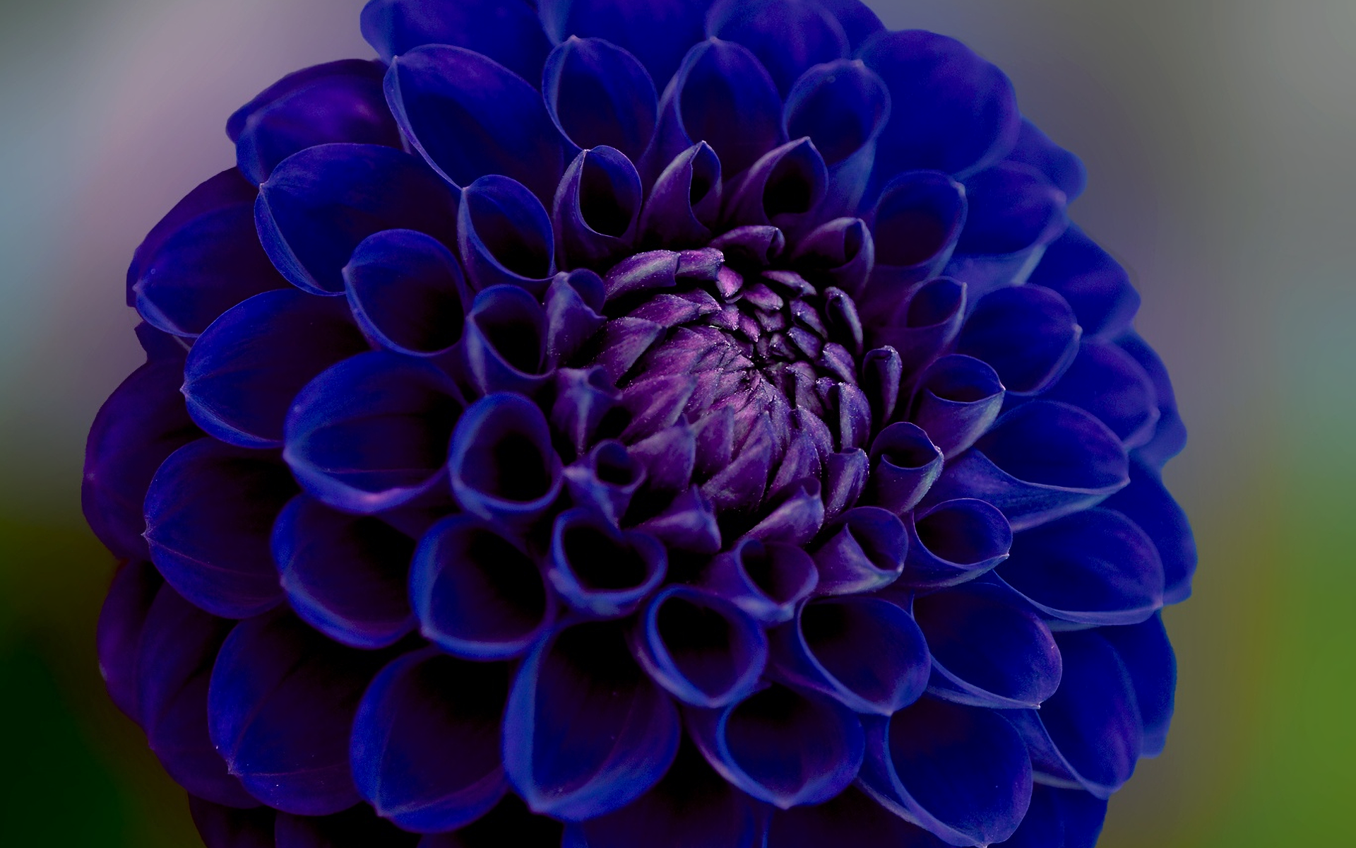 Синяя георгина крупным планом 