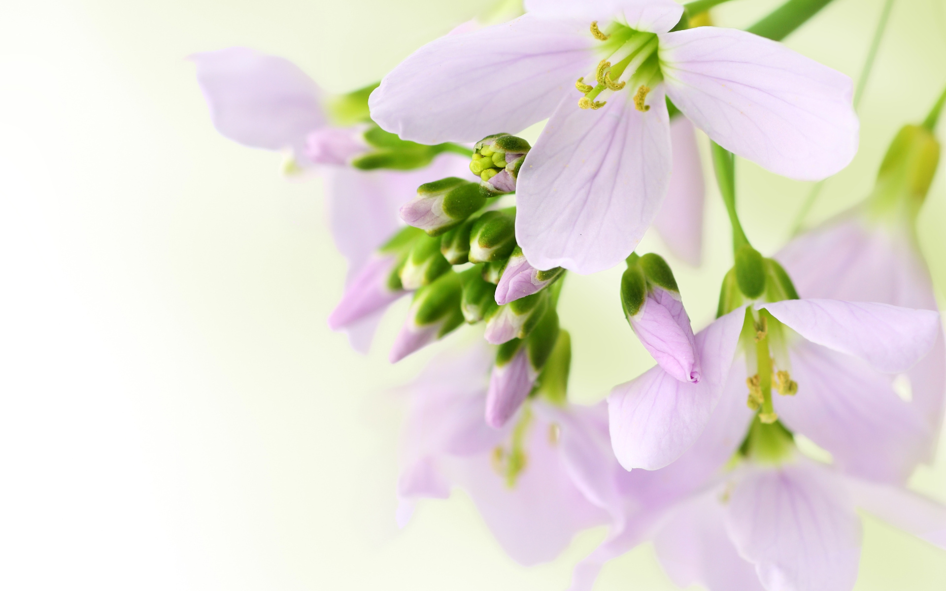 Ветка нежных сиреневых цветов фрезии